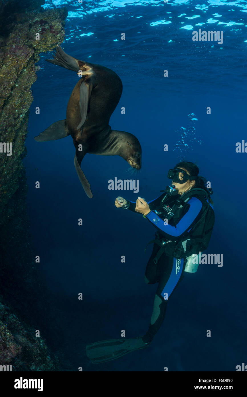 Kalifornien Seelöwen spielen mit Taucher, Zalophus Californianus, La Paz, Baja California Sur, Mexiko Stockfoto