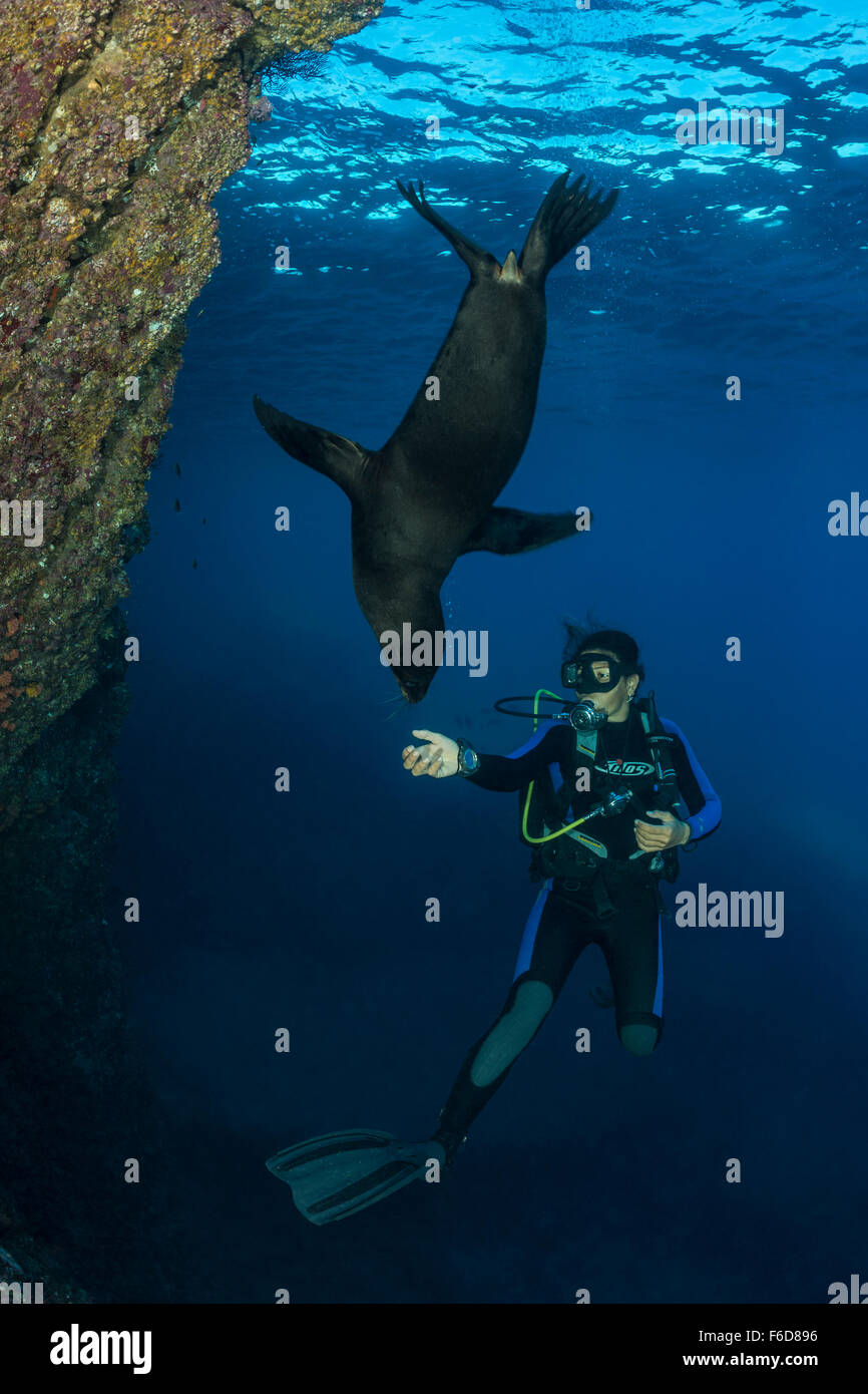 Kalifornien Seelöwen spielen mit Taucher, Zalophus Californianus, La Paz, Baja California Sur, Mexiko Stockfoto