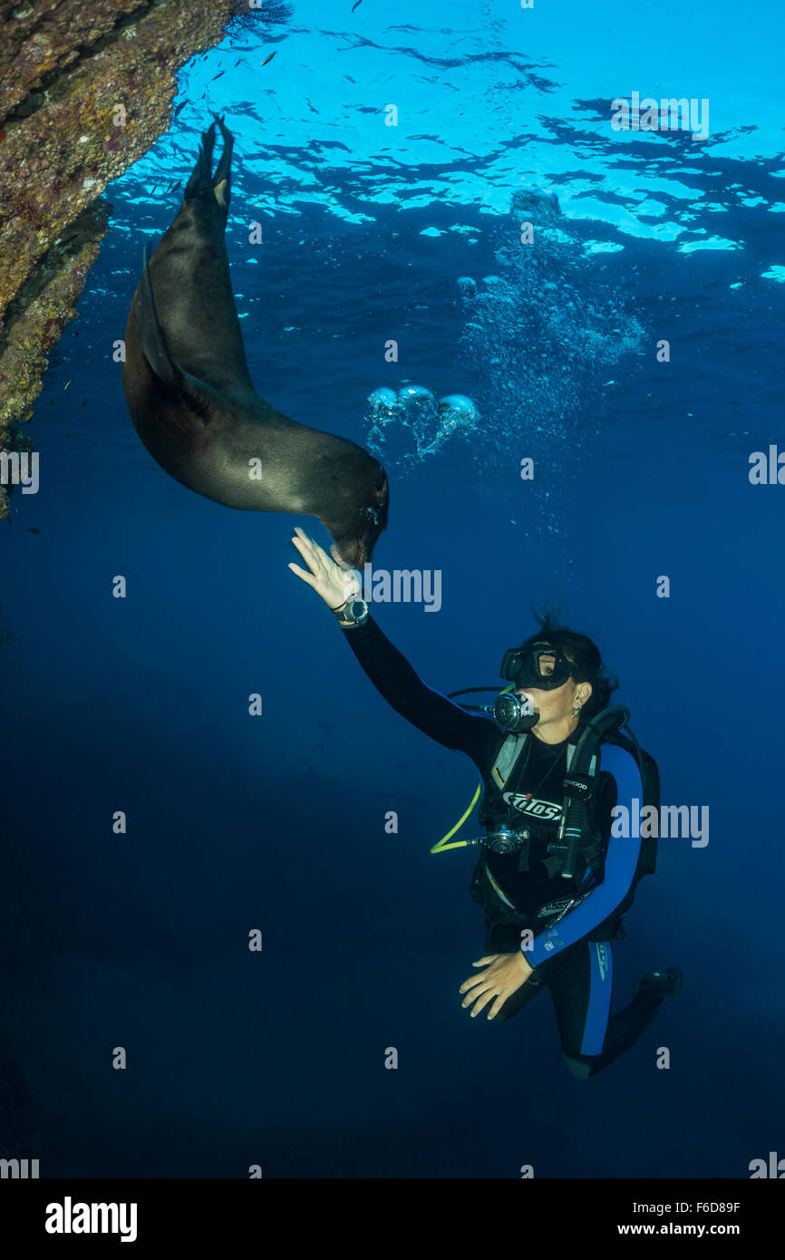 Kalifornien Seelöwen spielen mit Taucher, Zalophus Californianus, La Paz, Baja California Sur, Mexiko Stockfoto