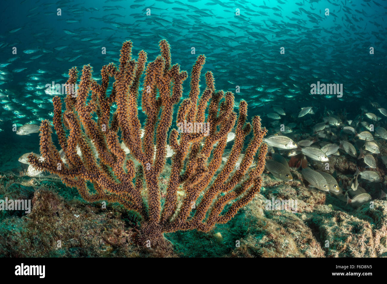 Fischschwarm von Bigeye Scad Selar Crumenophthalmus, La Paz, Baja California Sur, Mexiko Stockfoto