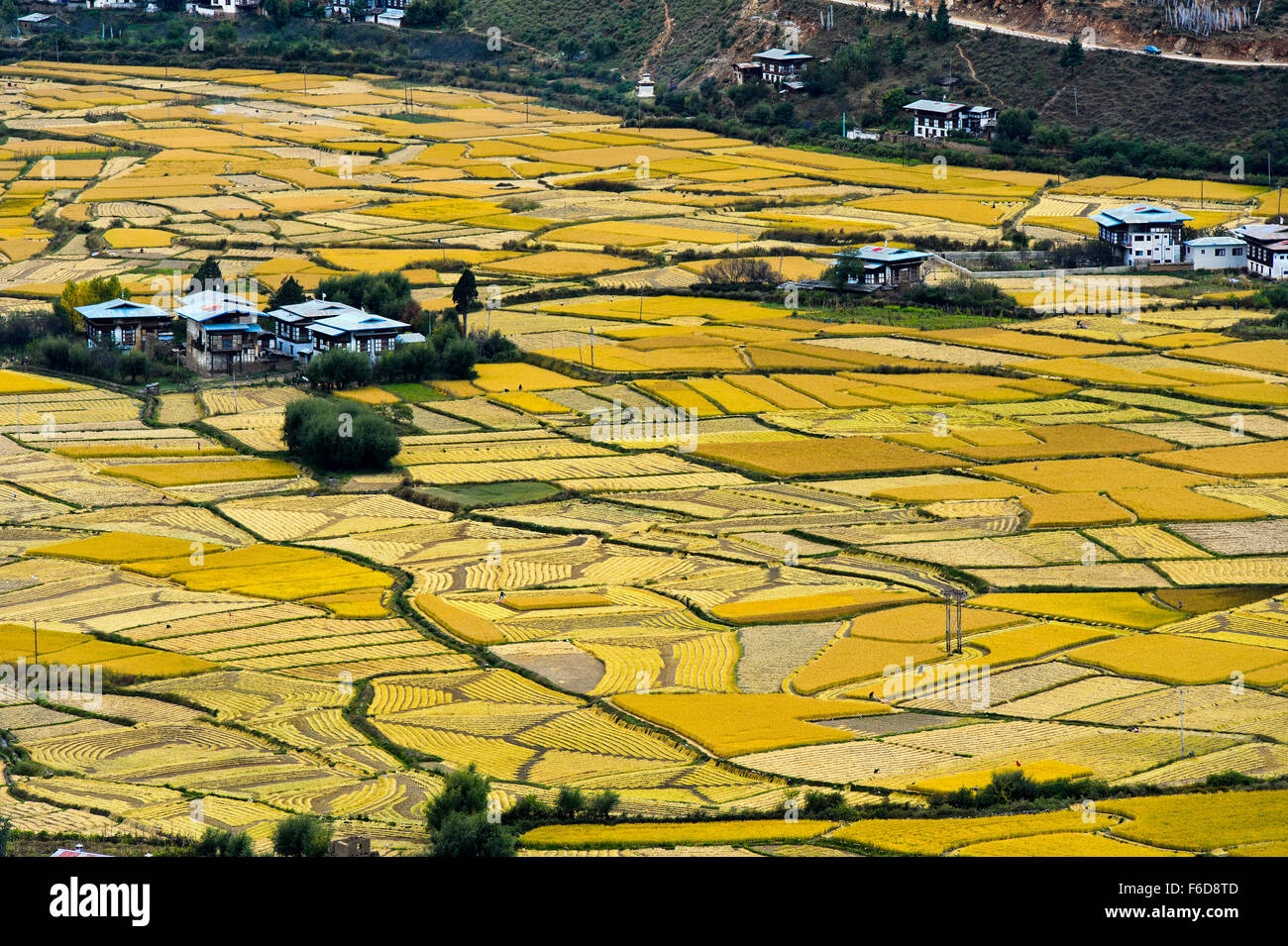 Reife Reisfelder im Tal von Paro Chhu in der Nähe von Paro, Bhutan Stockfoto