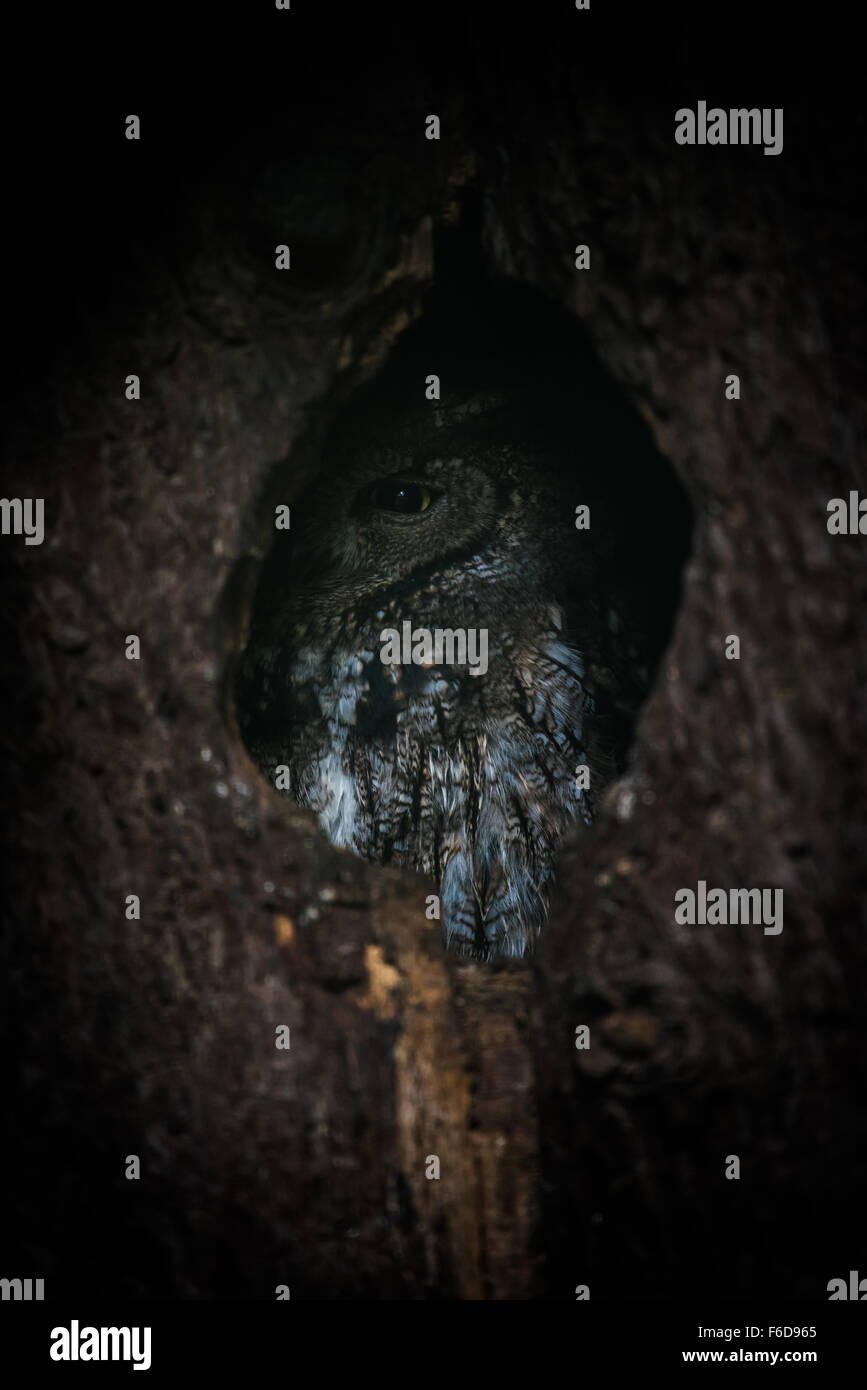 Steinkauz (Athene Noctua) Stockfoto