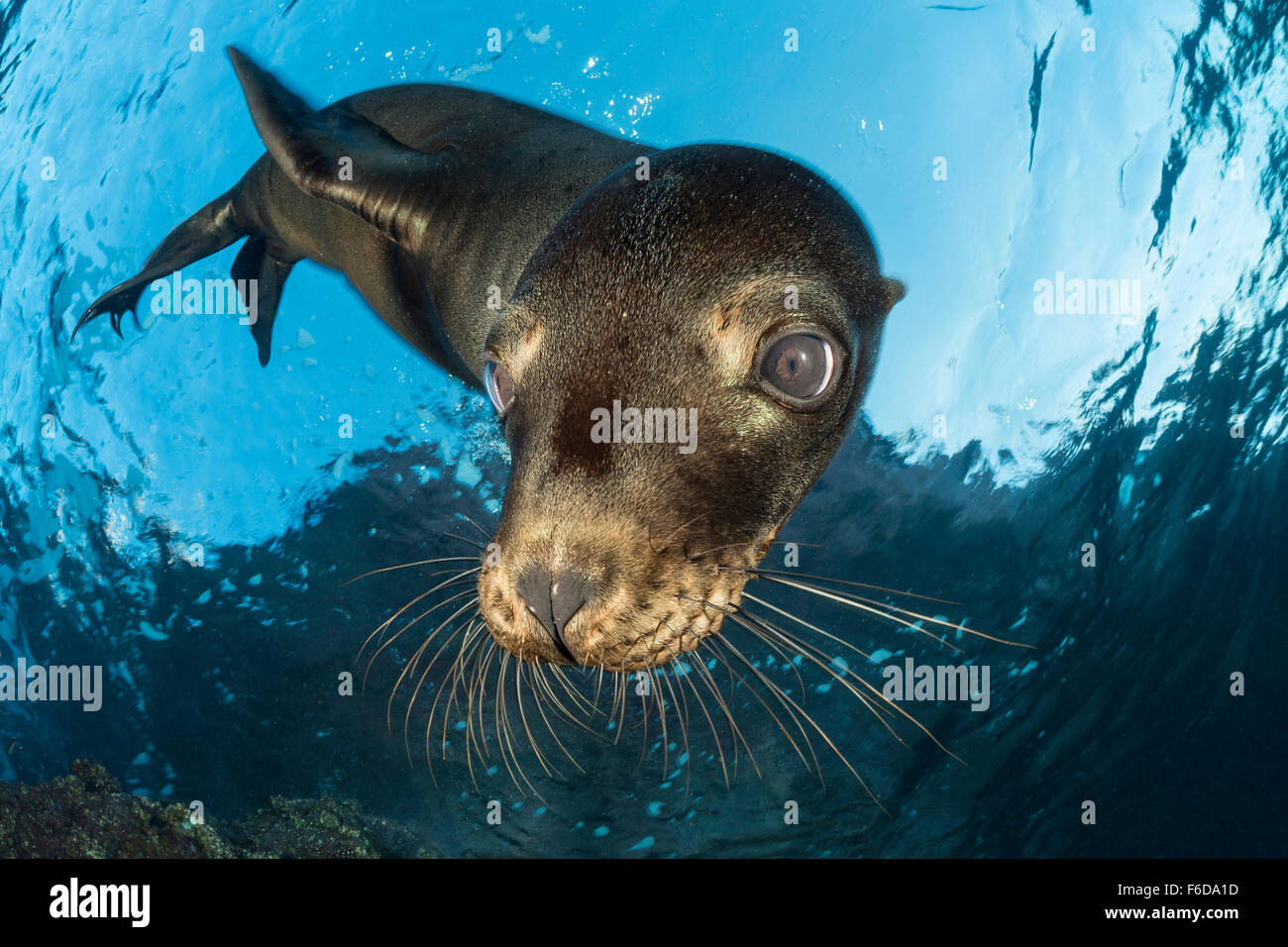 Kalifornische Seelöwe, Zalophus Californianus, La Paz, Baja California Sur, Mexiko Stockfoto
