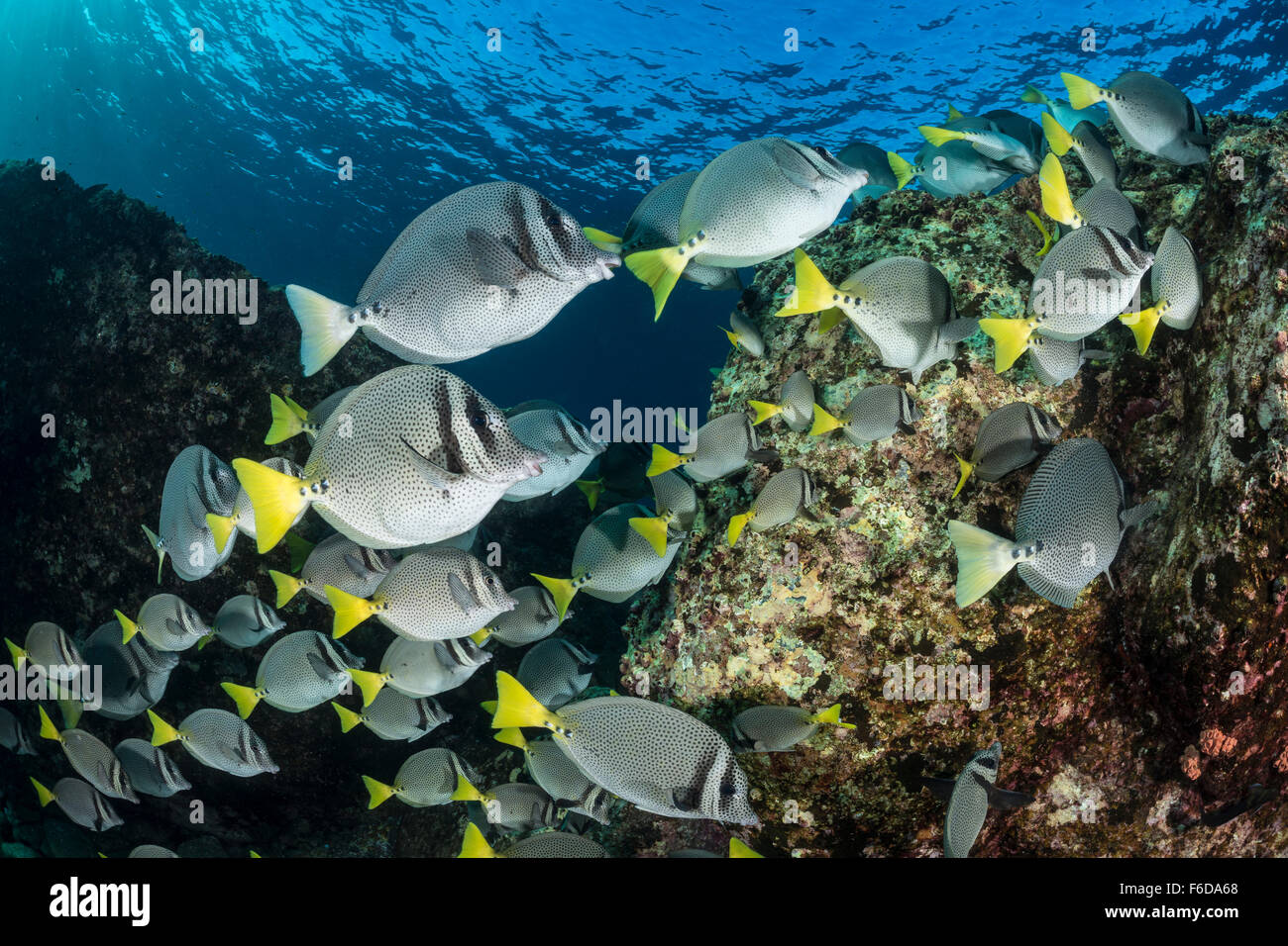 Der Gelbschwanz Doktorfisch, flachem Prionurus Punctatus, La Paz, Baja California Sur, Mexiko Stockfoto