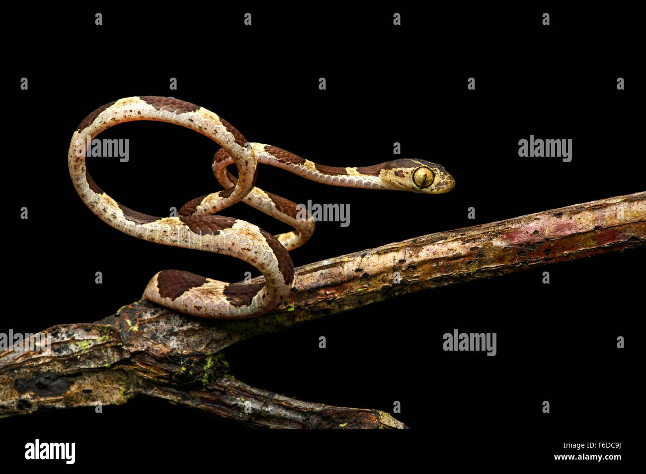 Gemeinsame Blunthead (Imantodes Cenchoa), (Colubridae Familie), Amazonas-Regenwald, Yasuni-Nationalpark in Ecuador Stockfoto