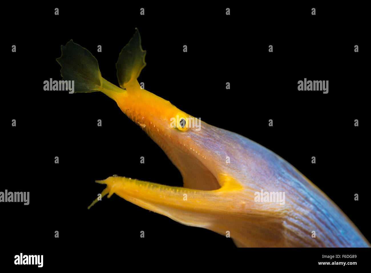 Kopf der Band Aal, Rhinomuraena Quaesita, Alor, Indonesien Stockfoto