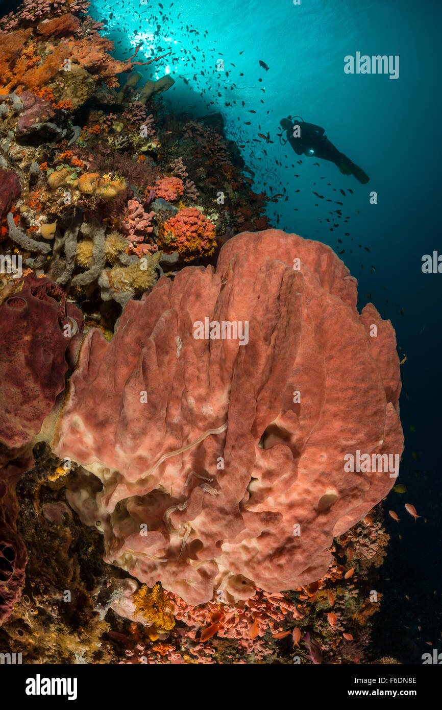 Fass, Schwamm und Taucher, Xestospongia Testudinaria, Alor, Indonesien Stockfoto