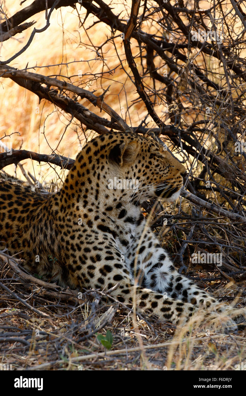 Afrikanischer Leopard kühlen im Schatten an einem heißen afrikanischen Tag streckte Stockfoto