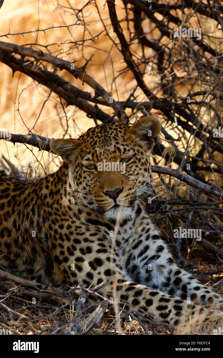 Afrikanischer Leopard kühlen im Schatten an einem heißen afrikanischen Tag streckte Stockfoto