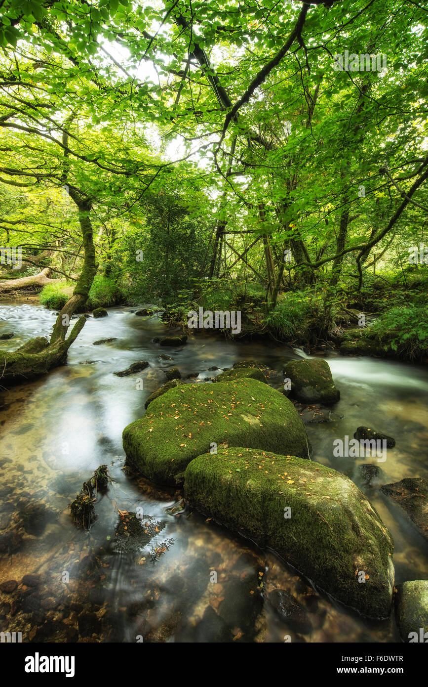 Landschaft-iamges der Fluss fließt durch üppig grünen Wald im Sommer Stockfoto