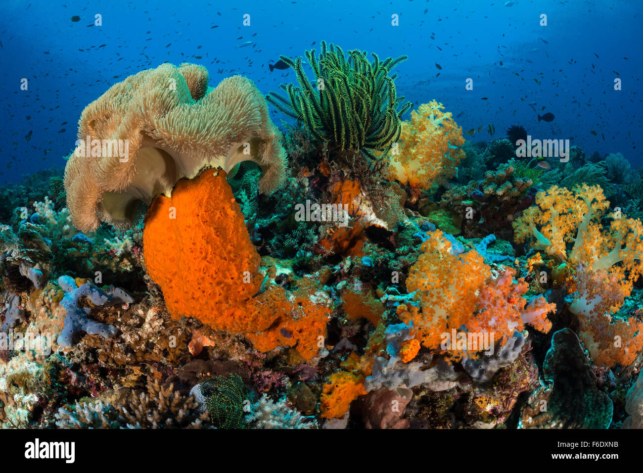 Bunte Korallenriff, Komodo, Indonesien Stockfoto