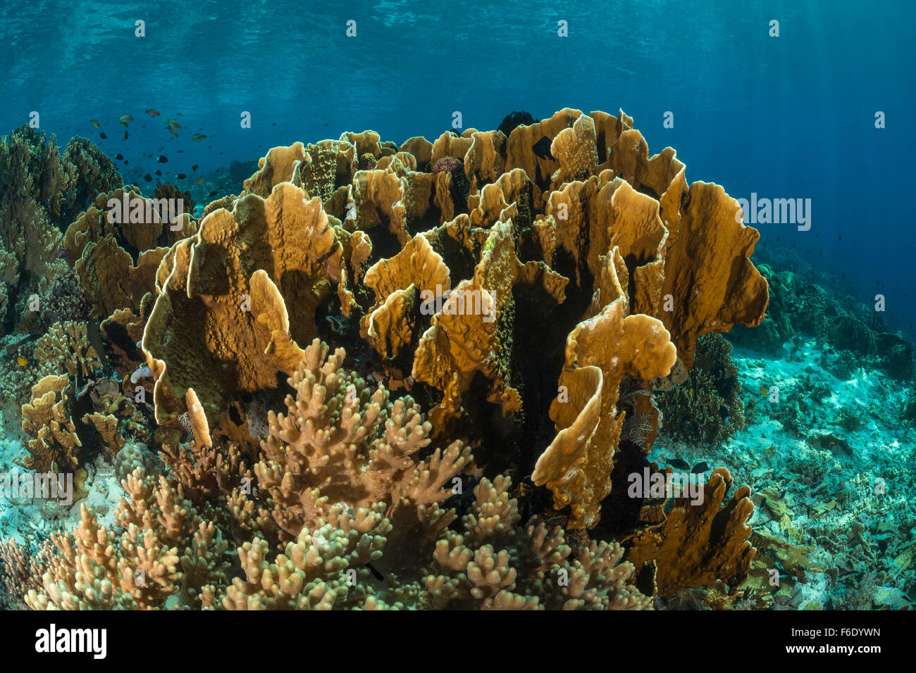 Feuer Korallen, Millepora Platyphyllia, Komodo, Indonesien Stockfoto