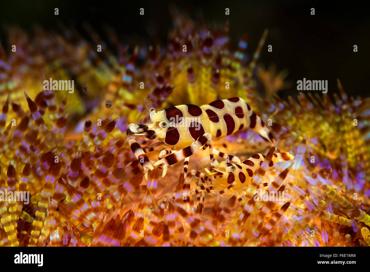 Coleman Garnelen in Feuer Seeigel, Periclimenes Colemani, Komodo, Indonesien Stockfoto