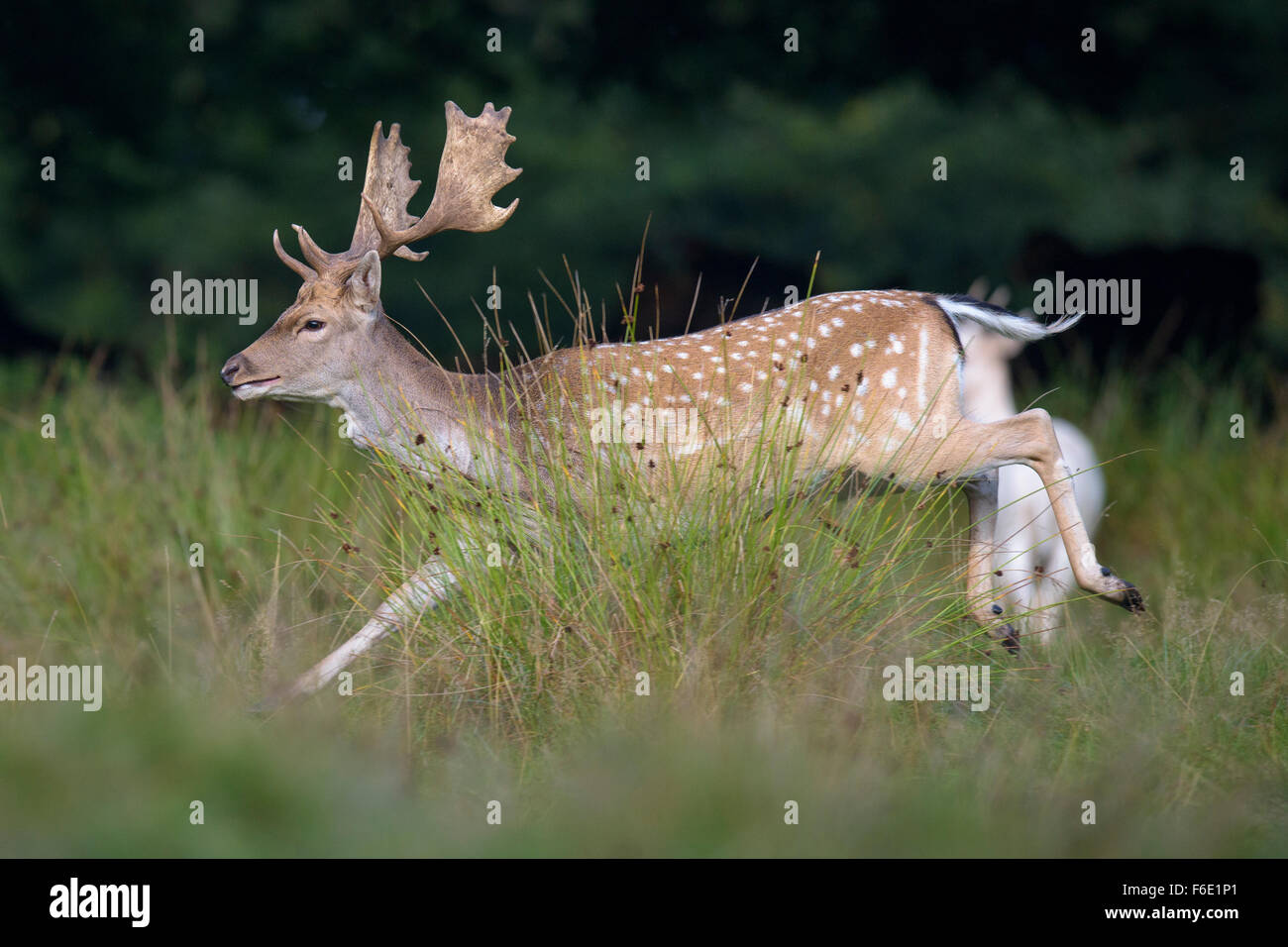 Damhirsch (Dama Dama), buck auf der Flucht, Seeland, Dänemark Stockfoto