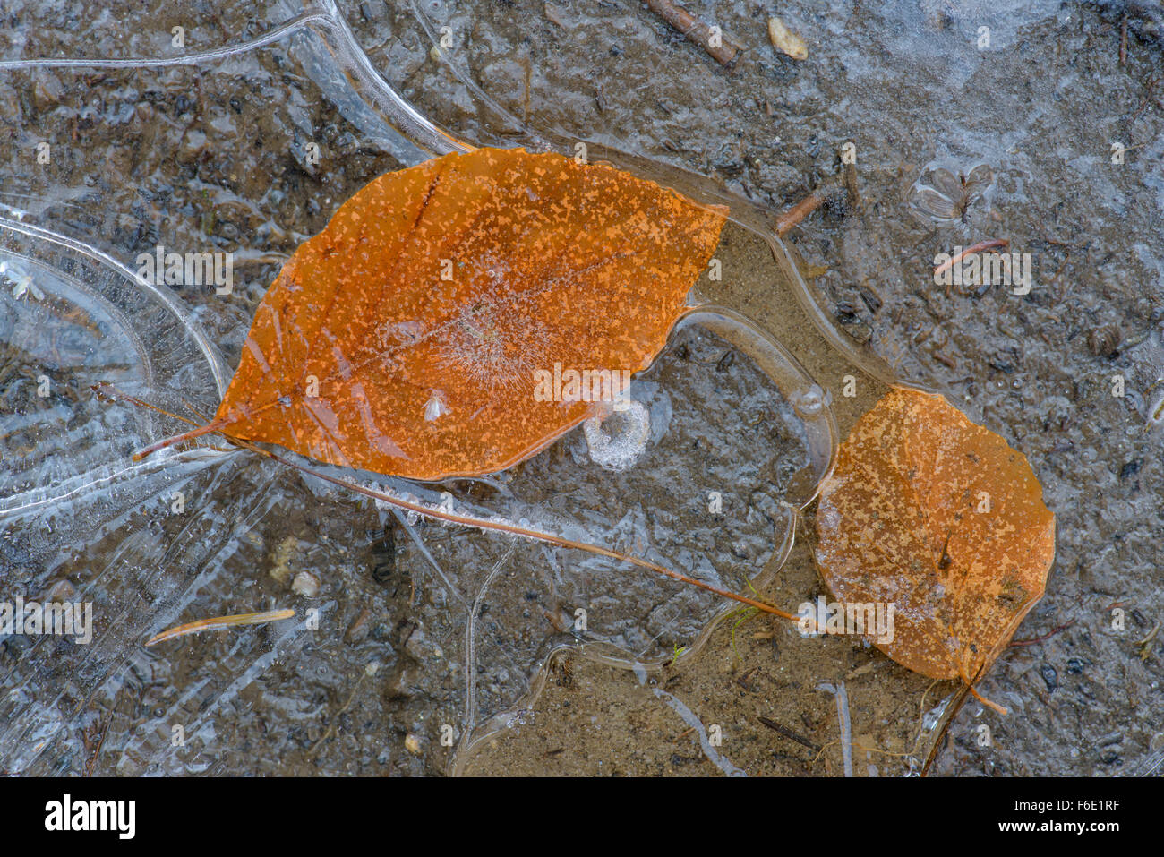 Birken-Blätter in eine gefrorene Pfütze, Böhmerwald, Tschechien Stockfoto