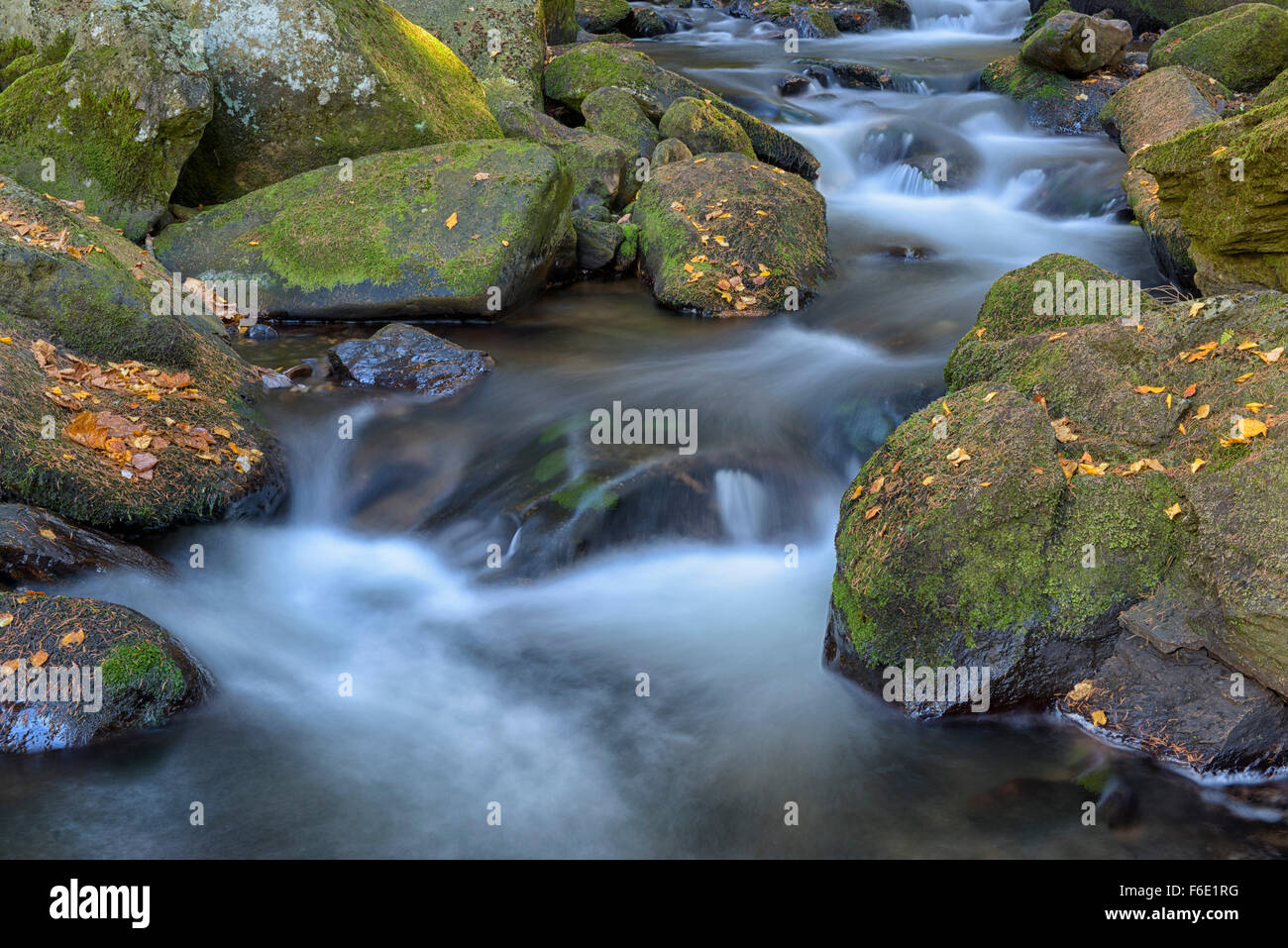 Fluss Vydra, Moos bedeckte Steinen, Nationalpark Sumava, Böhmen, Tschechische Republik Stockfoto