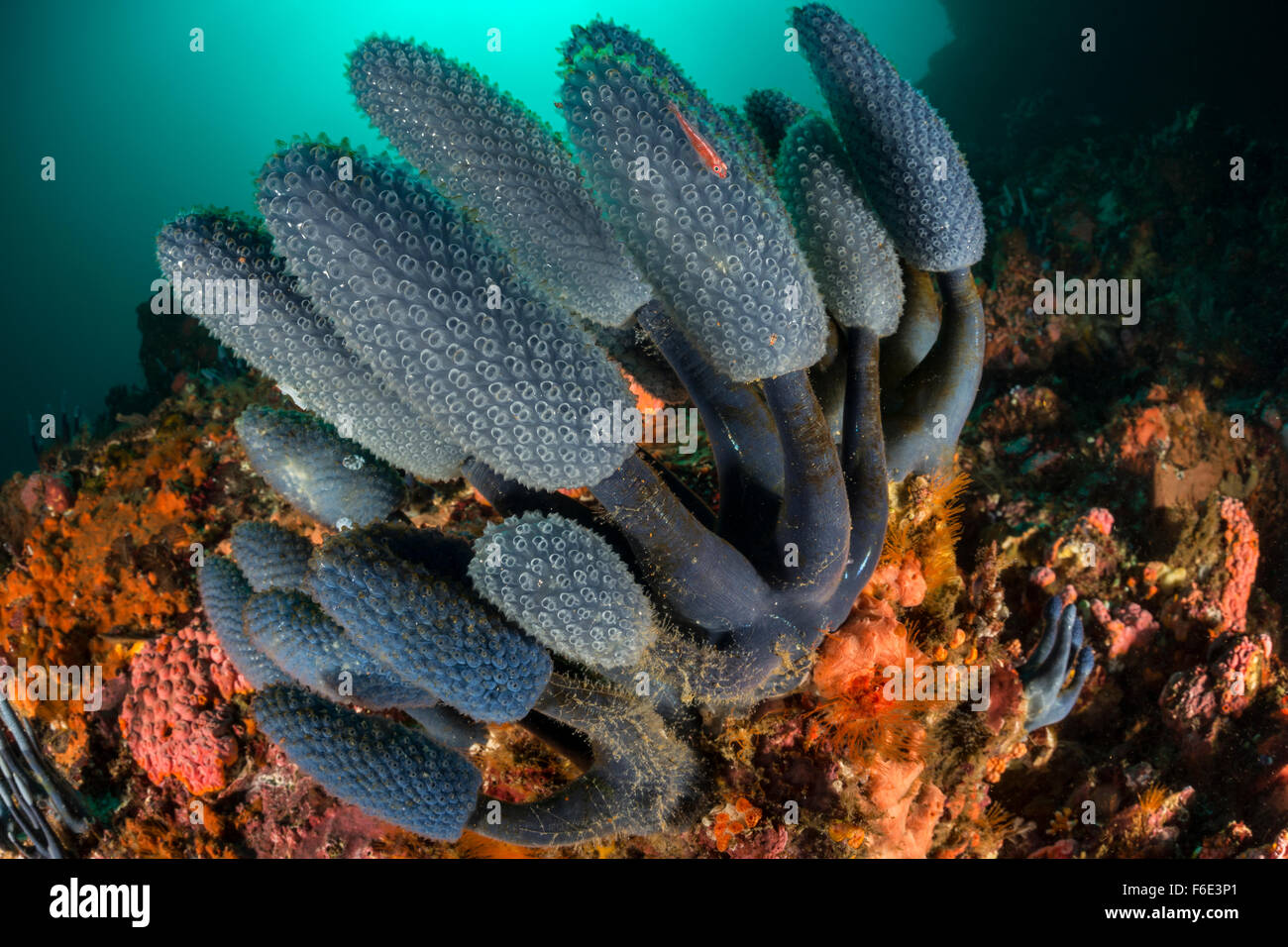 Blue Sea Squirt Kolonie, morph Nephtheis blau, Komodo, Indonesien Stockfoto