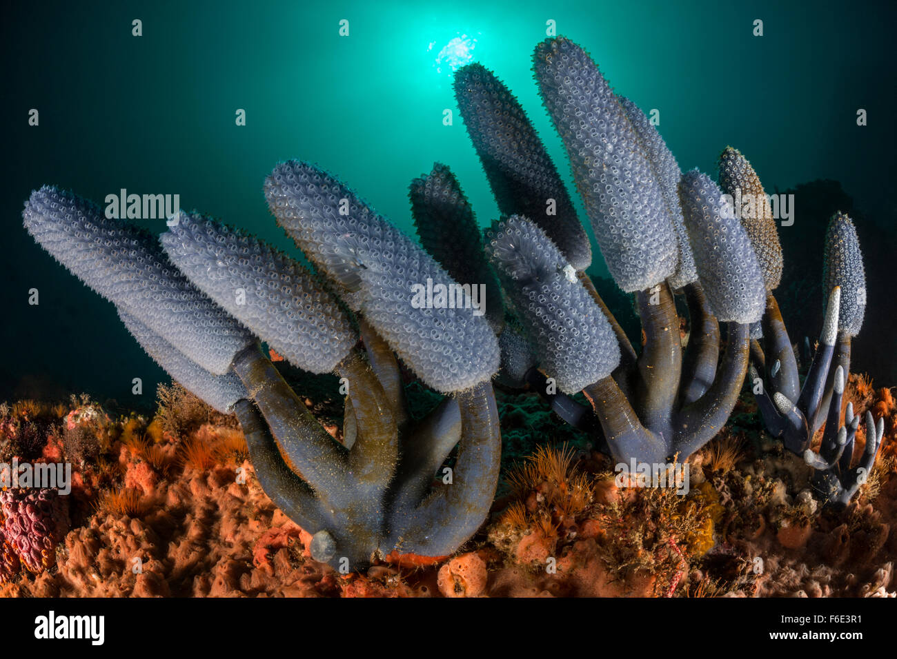 Blue Sea Squirt Kolonie, morph Nephtheis blau, Komodo, Indonesien Stockfoto