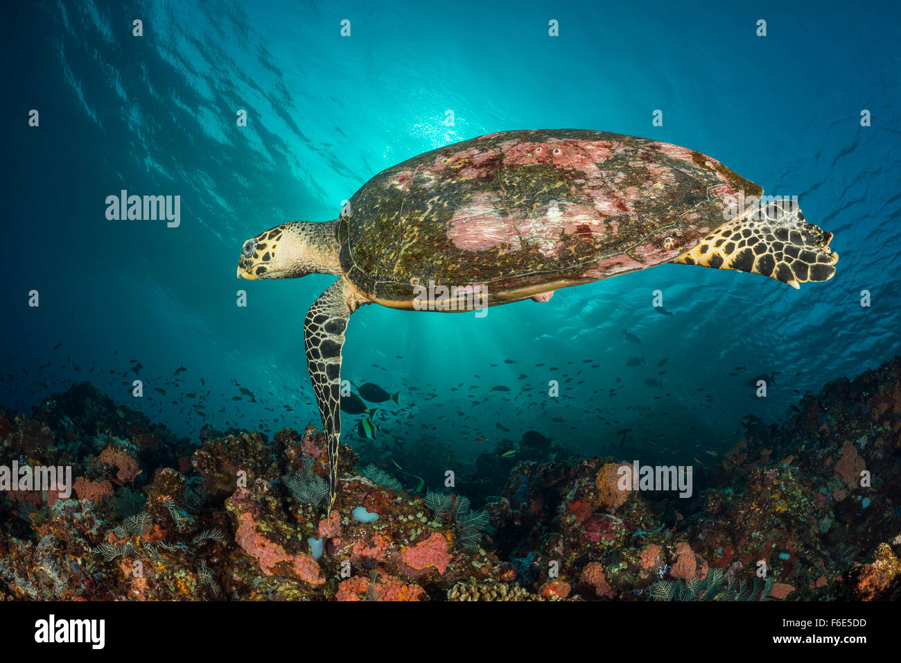 Green Sea Turtle, Chelonia Mydas, Komodo, Indonesien Stockfoto