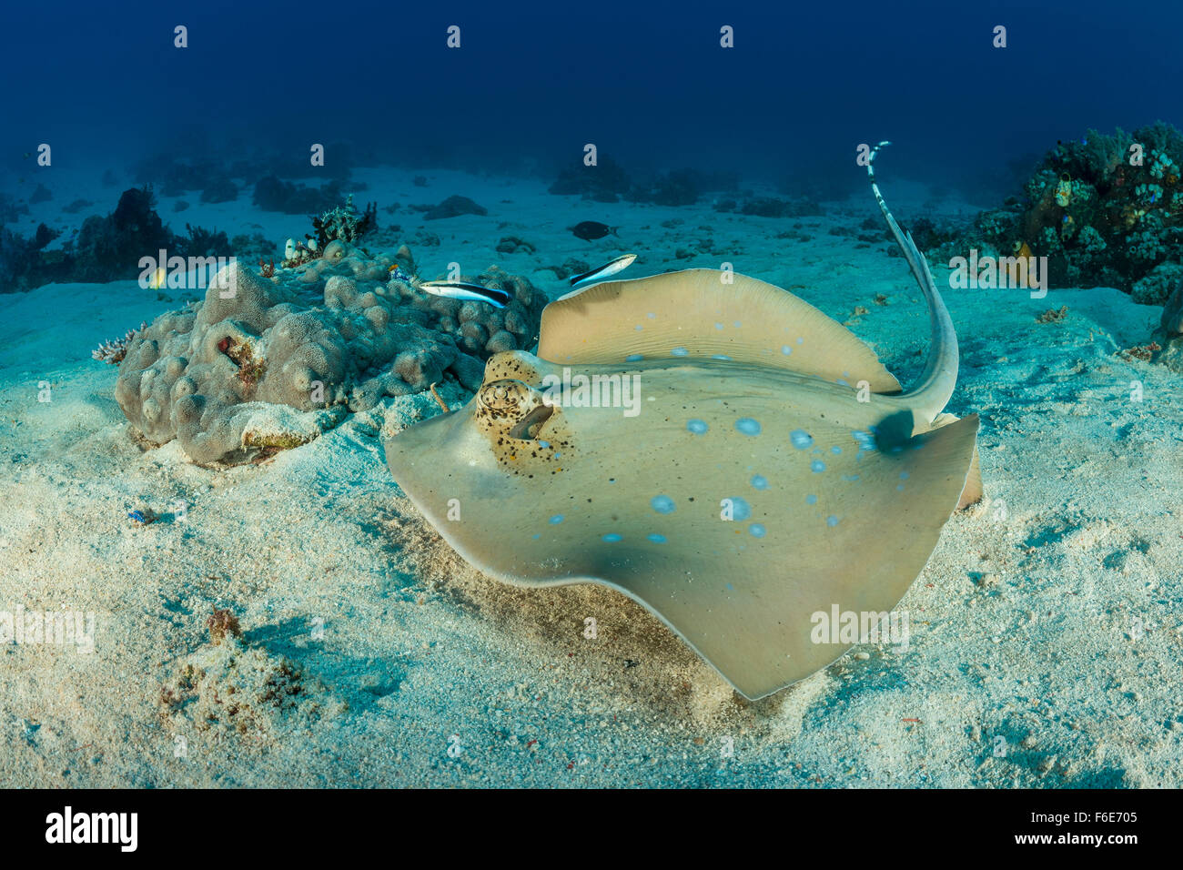 Blau-spotted Stingray, Dasyatis Kuhlii, Komodo, Indonesien Stockfoto