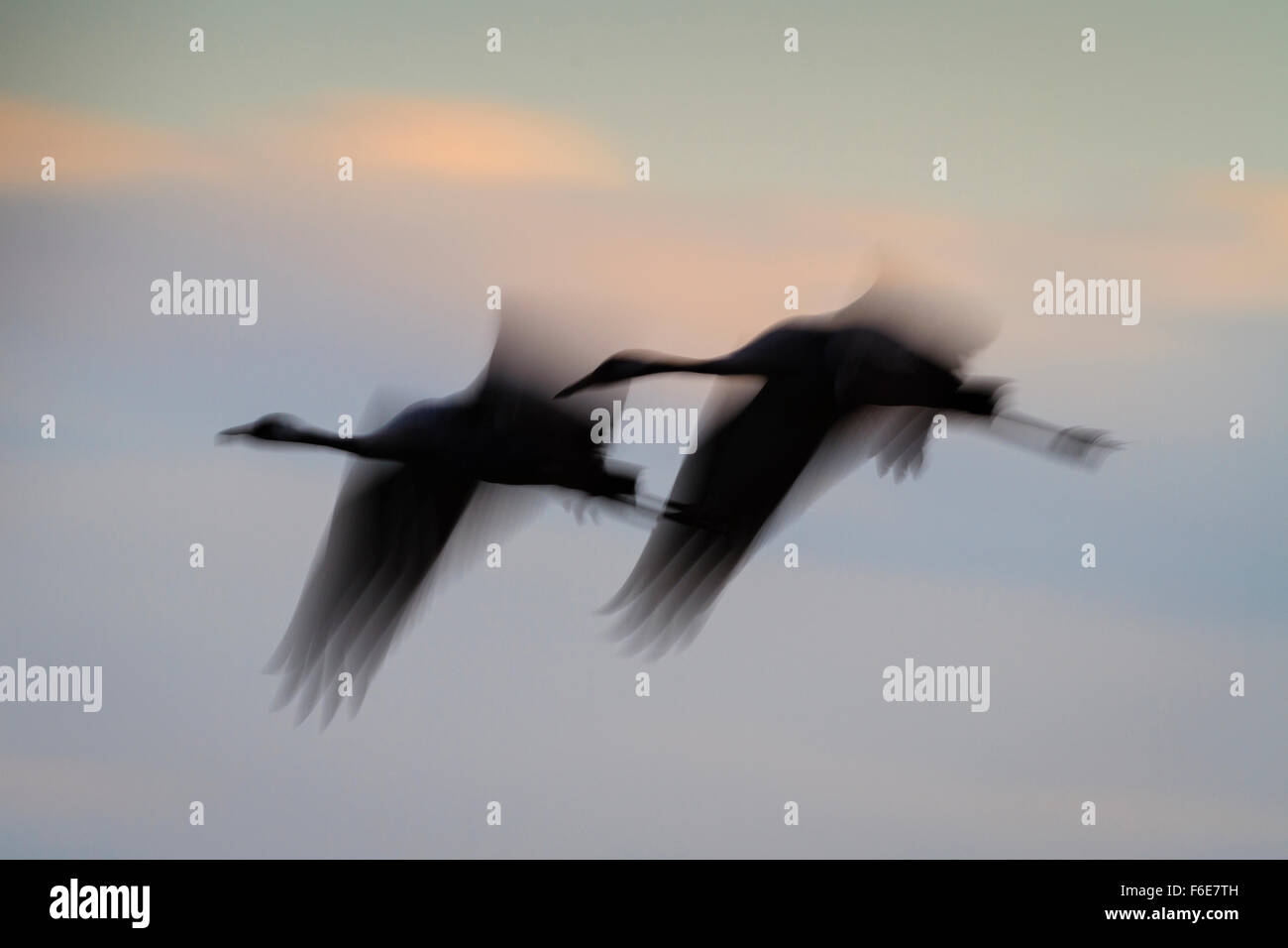 Kraniche (Grus Grus) im Flug in der Abenddämmerung Silhouette. Agamon Hula. Hula-Tal. Israel. Stockfoto