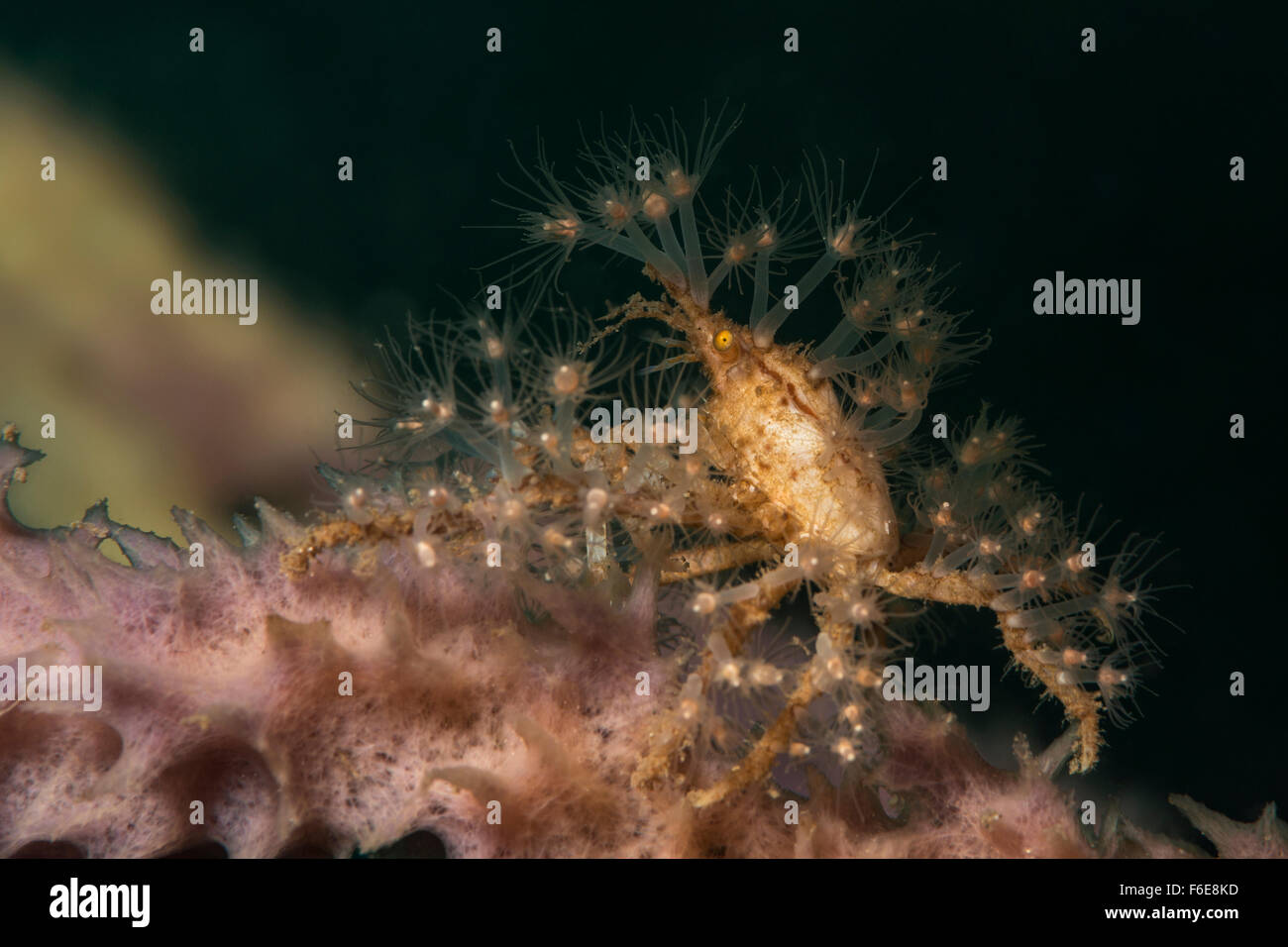 Seiner Dekorateur Krabbe tragen Anemonen, Hyastenus Bispinosus, Sumbawa, Indonesien Stockfoto