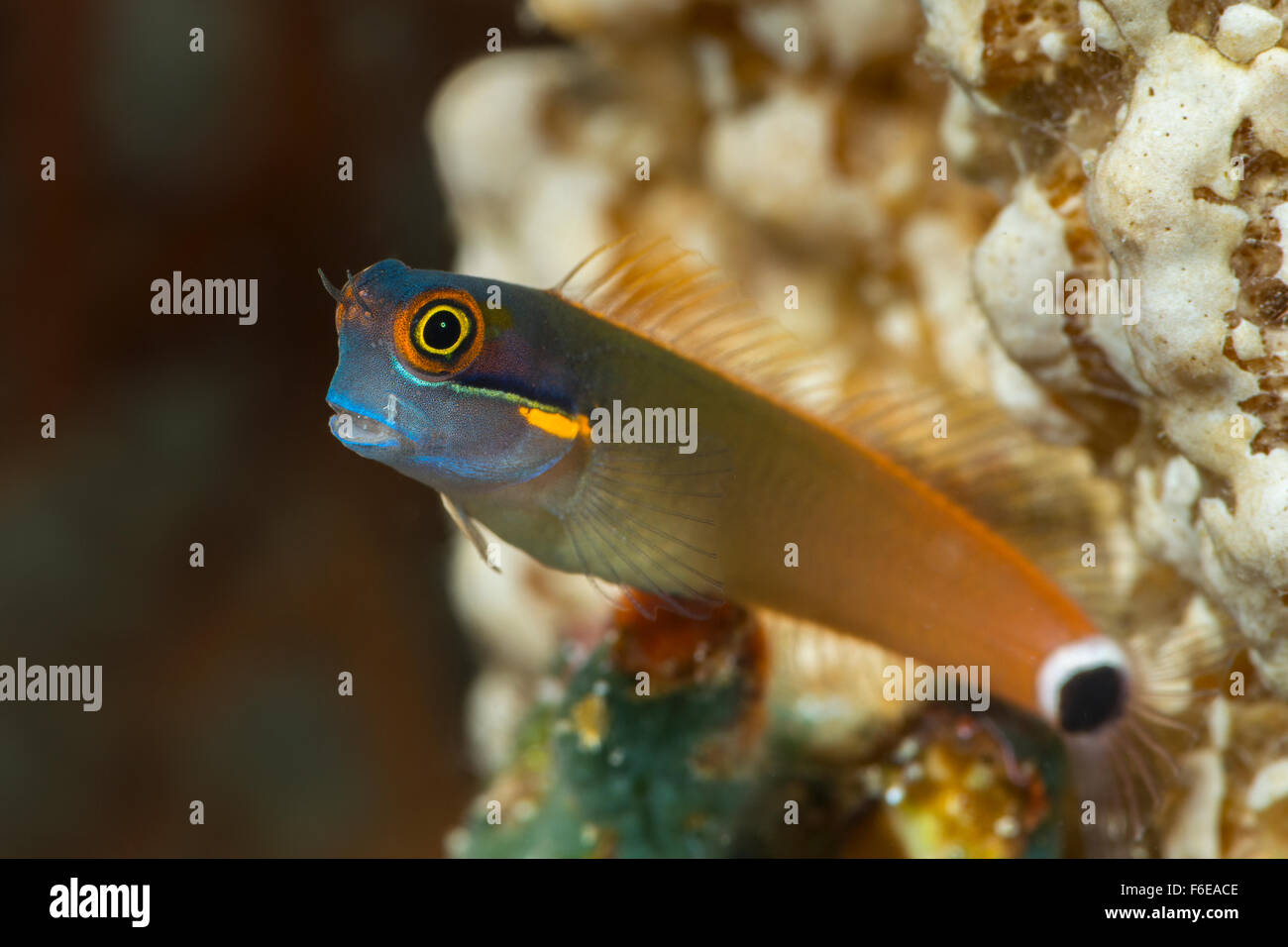 Tailspot Combtooth Blenny, Ecsenius Stigmatura, Misool, Raja Ampat, Indonesien Stockfoto