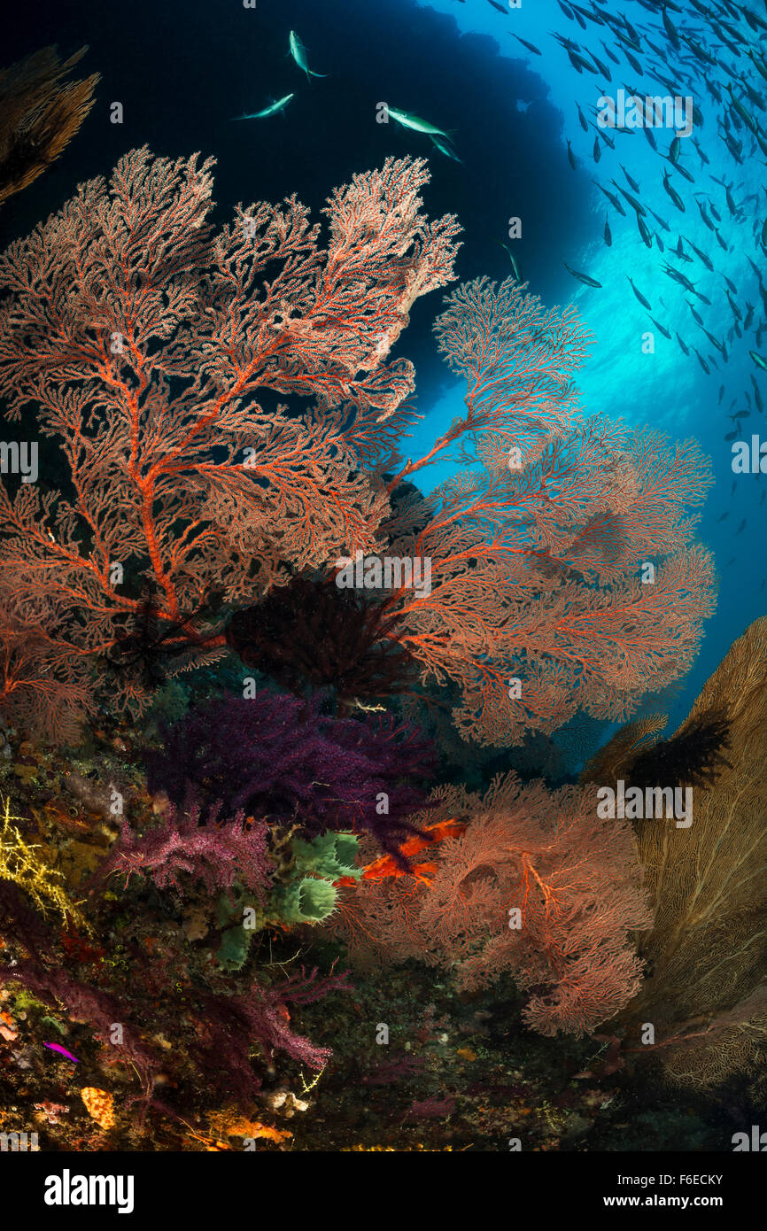 Gorgonien im Korallenriff, Melithaea SP., Misool, Raja Ampat, Indonesien Stockfoto