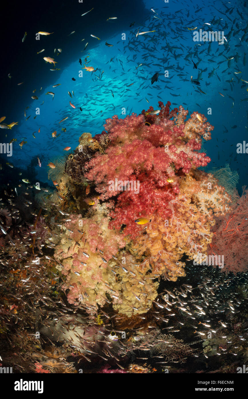 Weiche Korallenriff, Dendronepthya SP., Misool, Raja Ampat, Indonesien Stockfoto