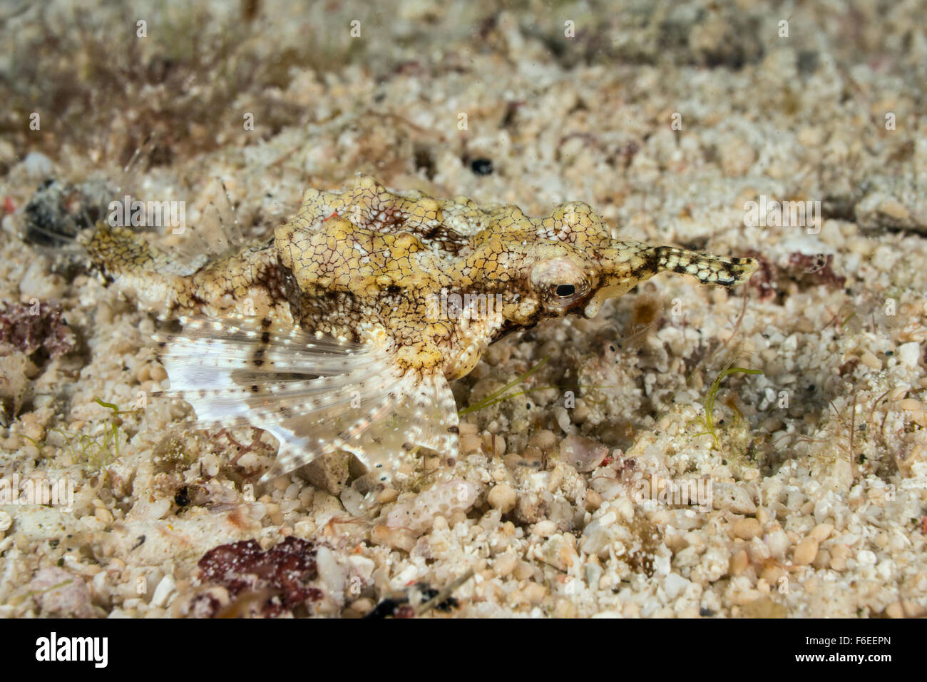 Meer Moth Drachenfisch, Eurypegasus Draconis, Waigeo, Raja Ampat, Indonesien Stockfoto