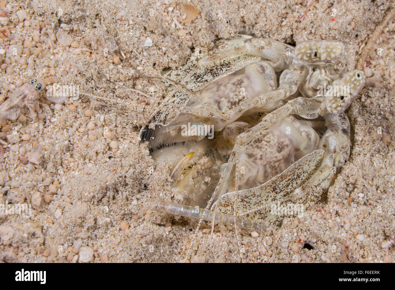 Fangschreckenkrebse, durchbohren Lysiosquillina Maculata, Waigeo, Raja Ampat, Indonesien Stockfoto