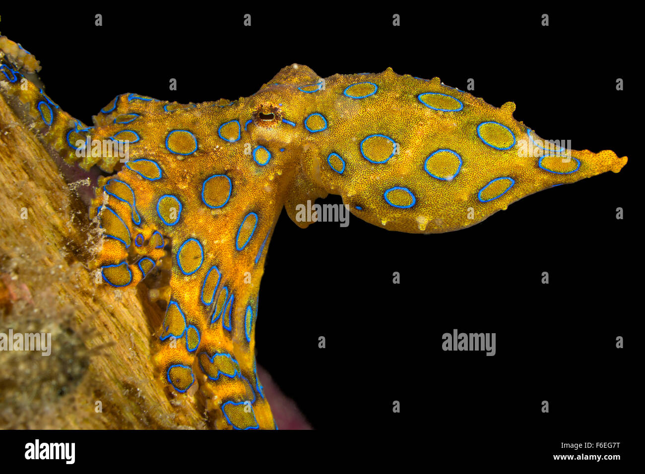 Blau beringt Tintenfisch, Hapalochlaena Lunulata, Waigeo, Raja Ampat, Indonesien Stockfoto