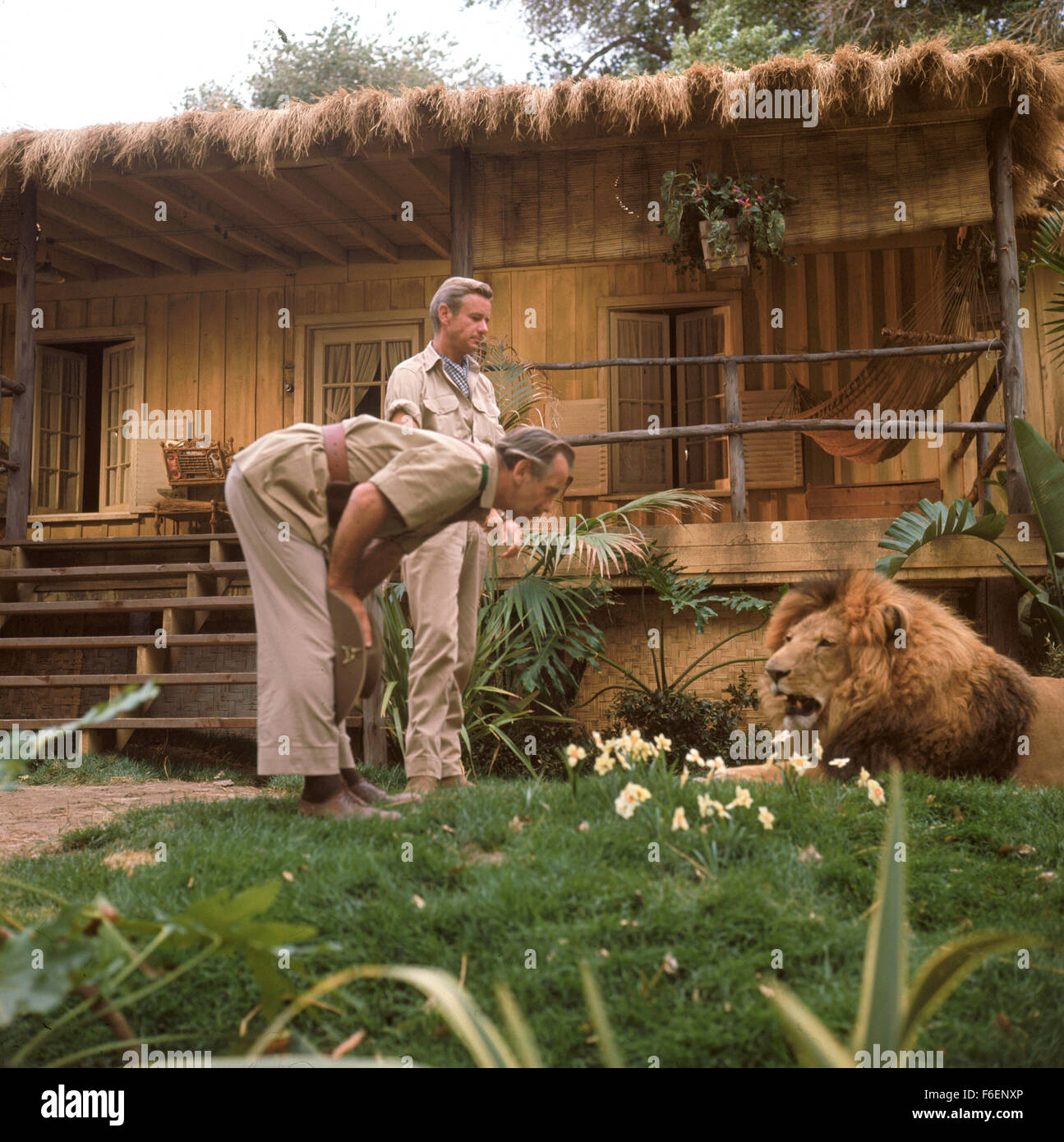 Daktari Clarence Der Schielende Löwe Spielfilm Auf Dvd Clarence der schielende löwe -Fotos und -Bildmaterial in hoher