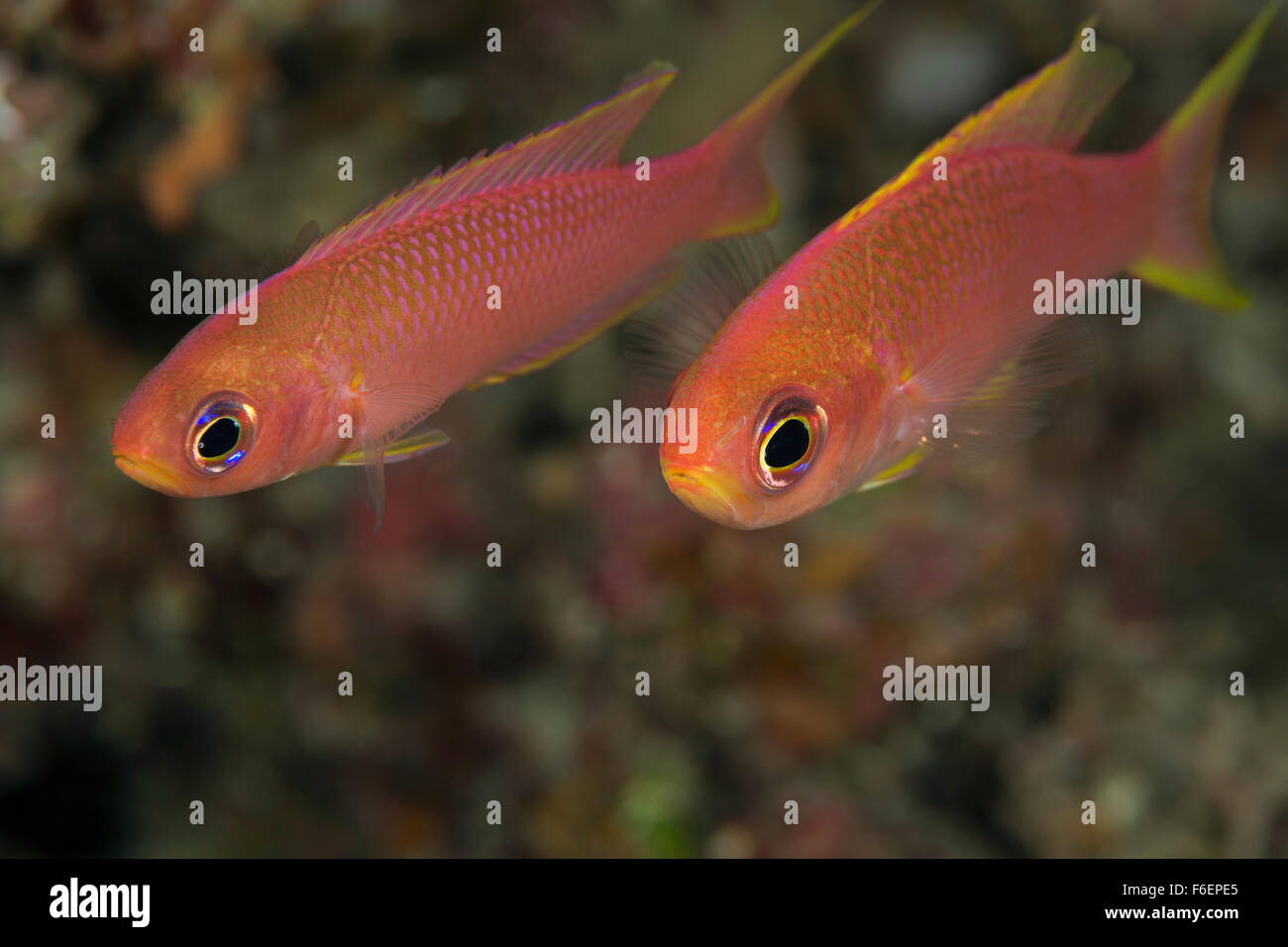 Papagei Seaperch, Callanthias Ruber, Korcula, Kroatien Stockfoto