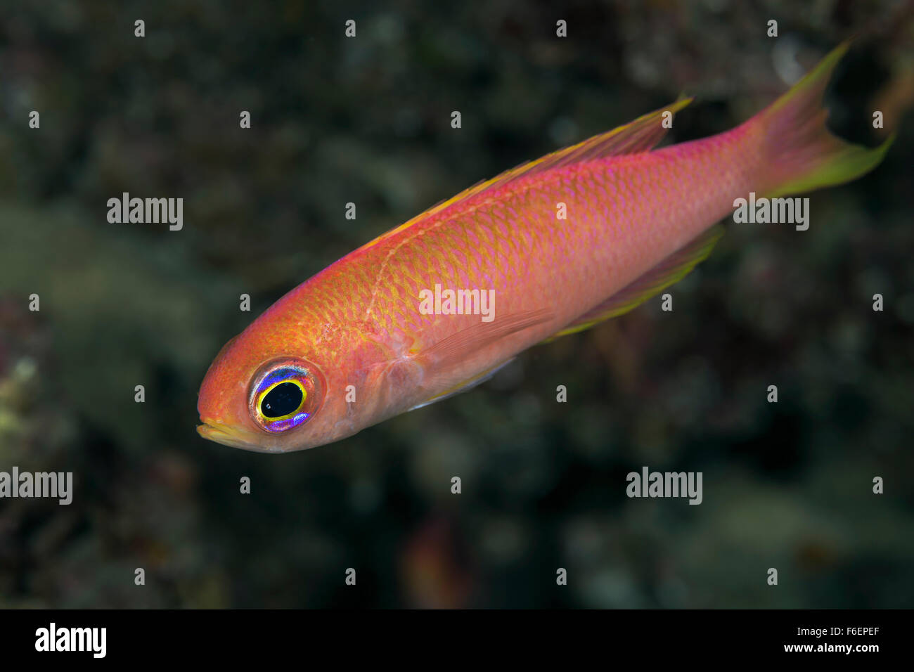 Papagei Seaperch, Callanthias Ruber, Korcula, Kroatien Stockfoto