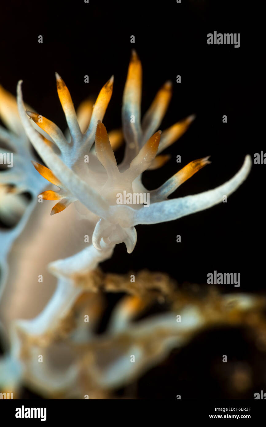 Weiss-gelb Flabellina Nacktschnecken, Flabellina Babai, Korcula, Kroatien Stockfoto