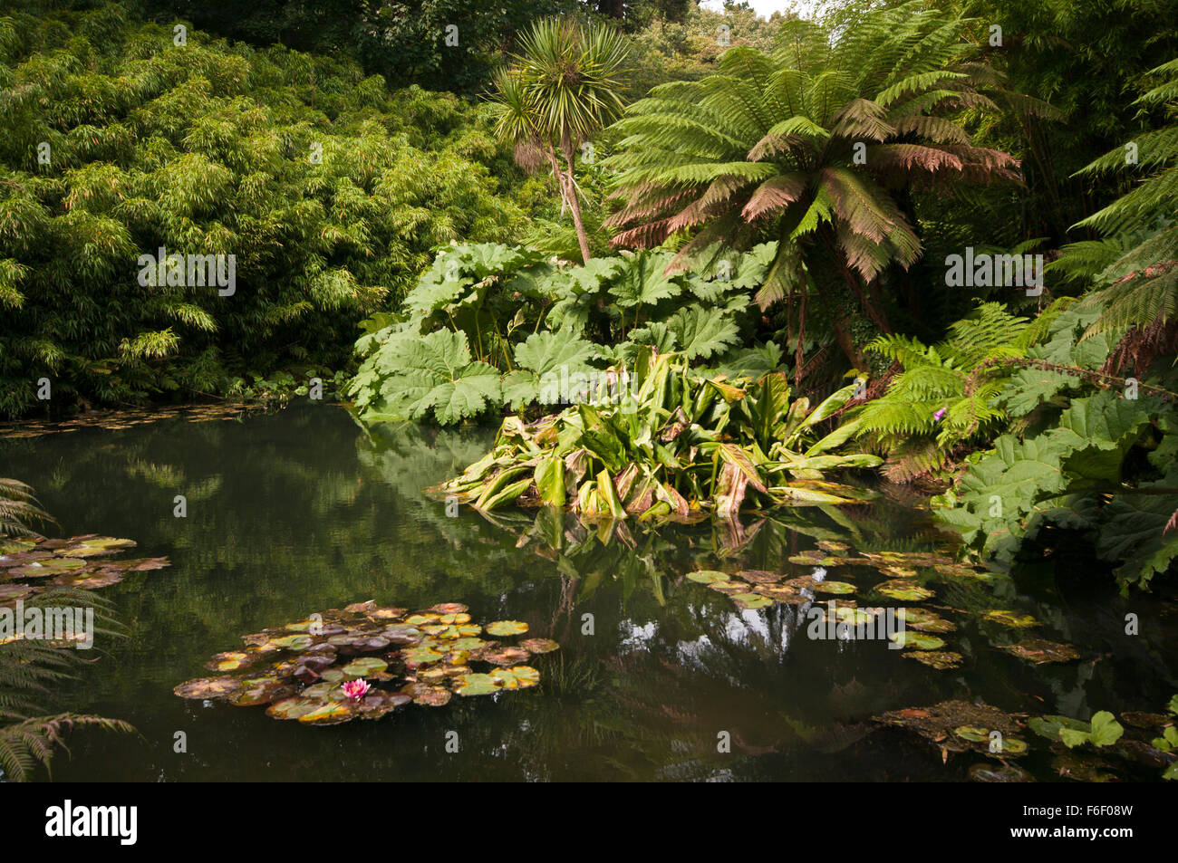 Farne und Pflanzen rund um einen Teich im tropischen Dschungel Garten an die verlorenen Gärten von Heligan Cornwall England UK Stockfoto