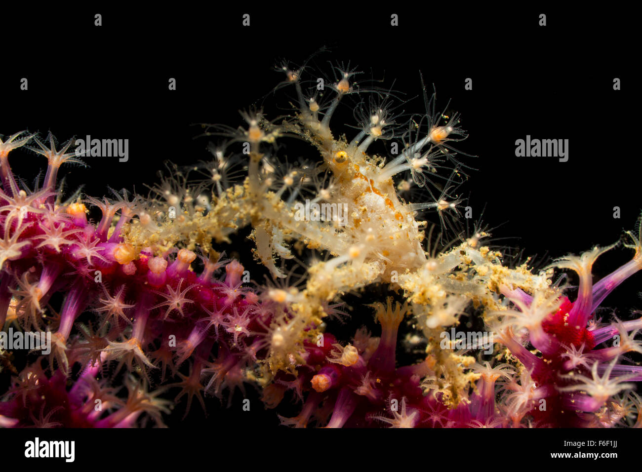 Decorater Crab Ausführung Hydrozoa Polypen, Naxioides Taurus, Ambon, Indonesien Stockfoto