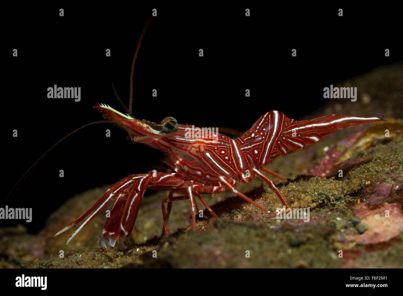 Durban tanzen Garnelen, Rhynchocinetes Durbanensis, Ambon, Indonesien Stockfoto