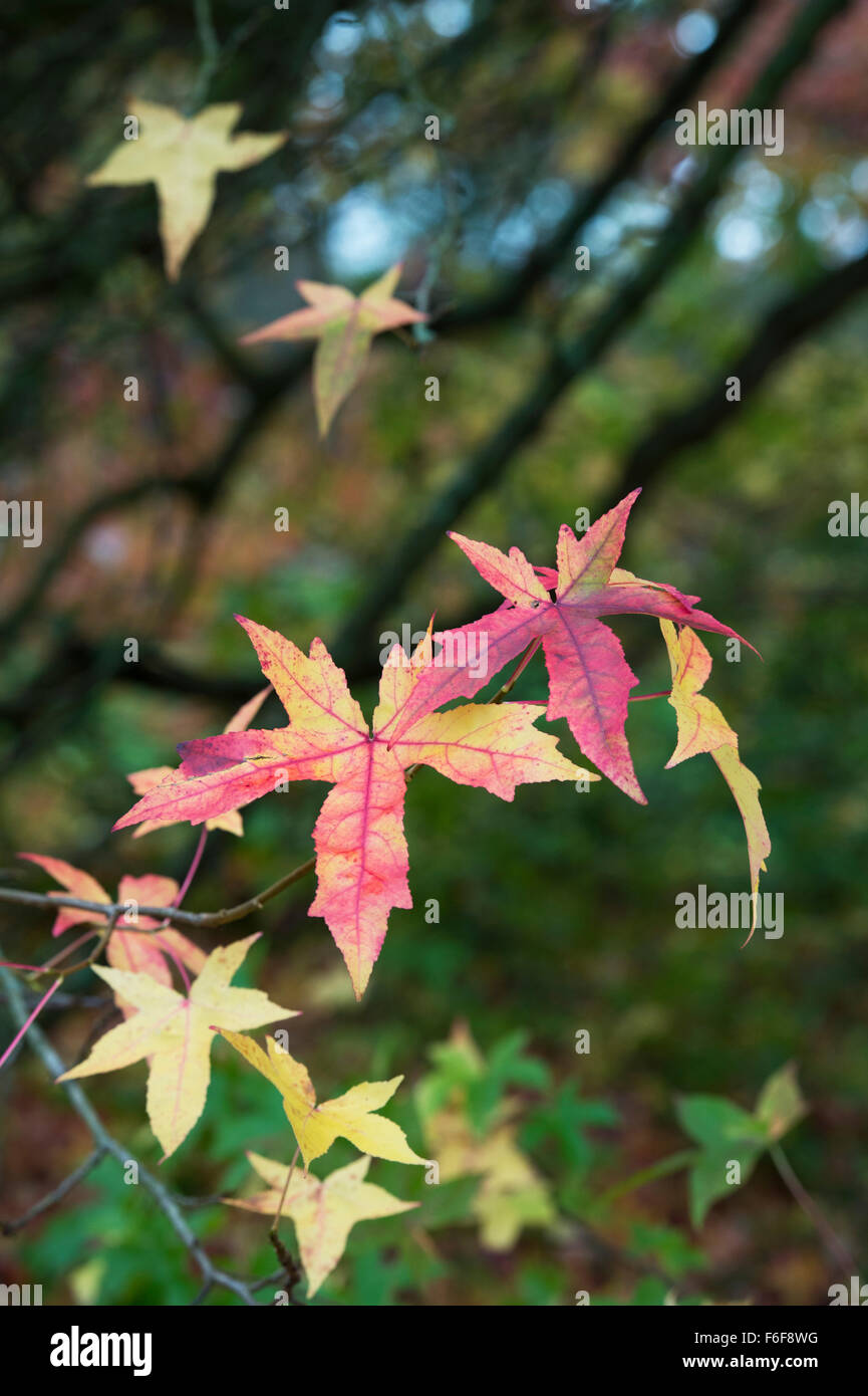 Liquidambar Styraciflua Corky. AmberbaumBaumBlätter im Herbst