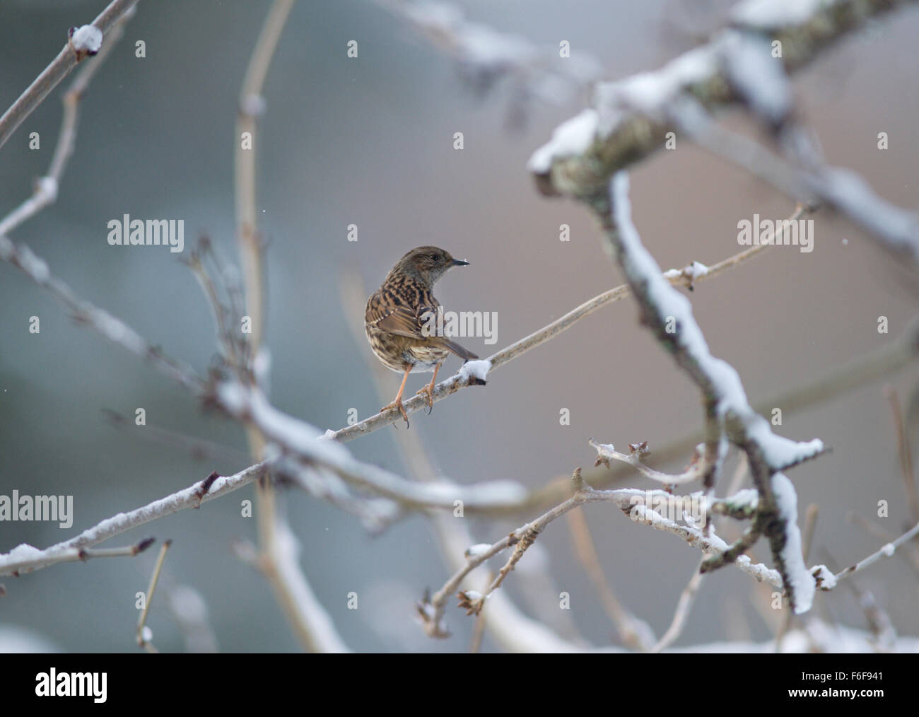 Winter Tageslicht wählt aus den detaillierten Markierungen der Heckenbraunelle oder eine Hecke beobachtet einen ziemlich und überraschend melodiösen Vogel Stockfoto