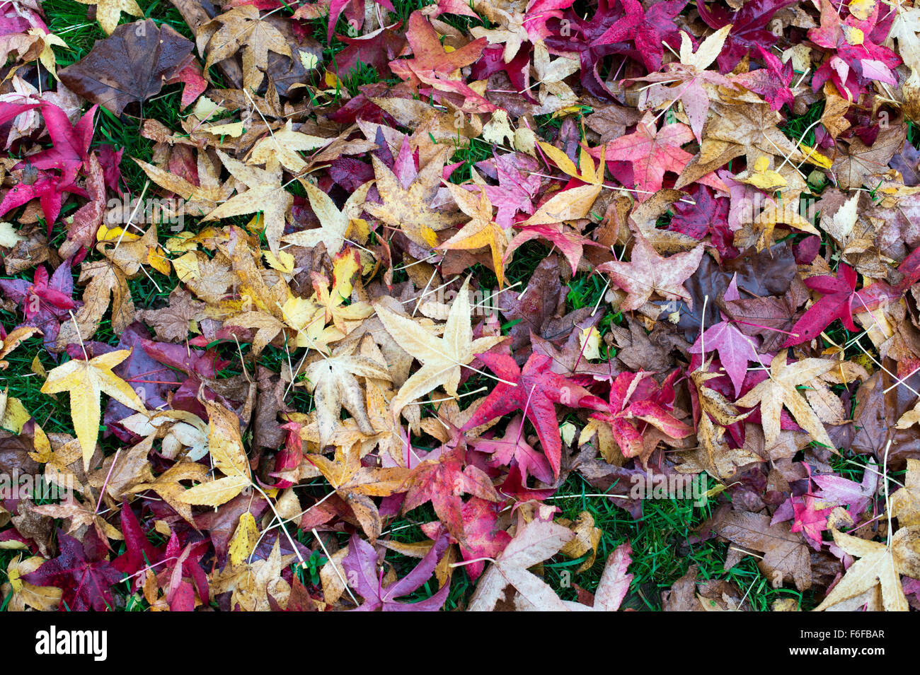 Liquidambar Styraciflua Penwood. Amberbaum Baum Blätter im Herbst auf