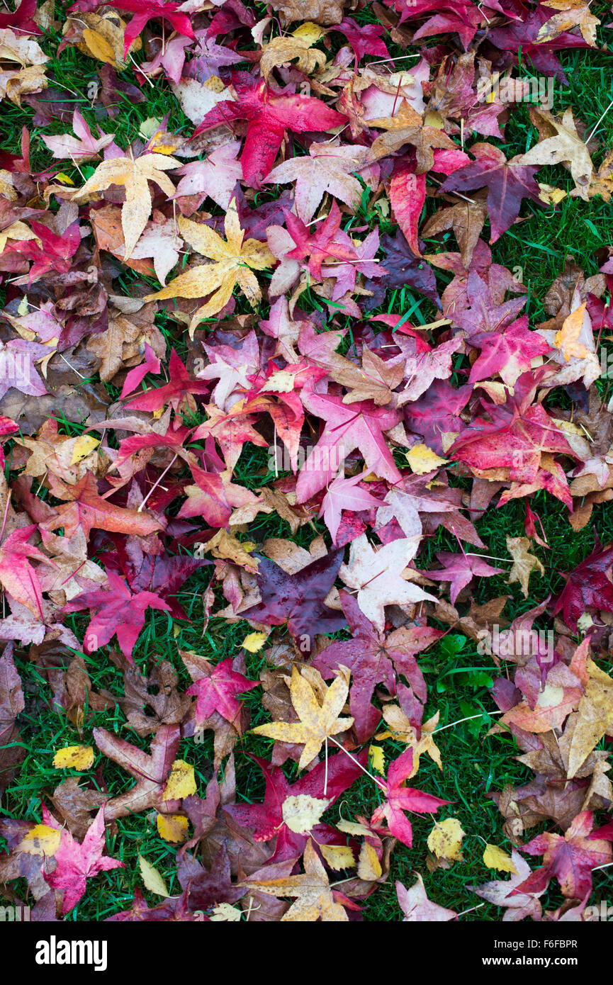 Liquidambar Styraciflua Penwood. Amberbaum Baum Blätter im Herbst auf