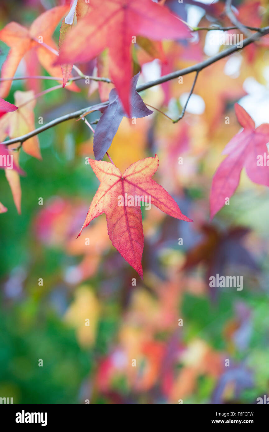 Liquidambar Styraciflua Penwood. AmberbaumBaumBlätter im Herbst