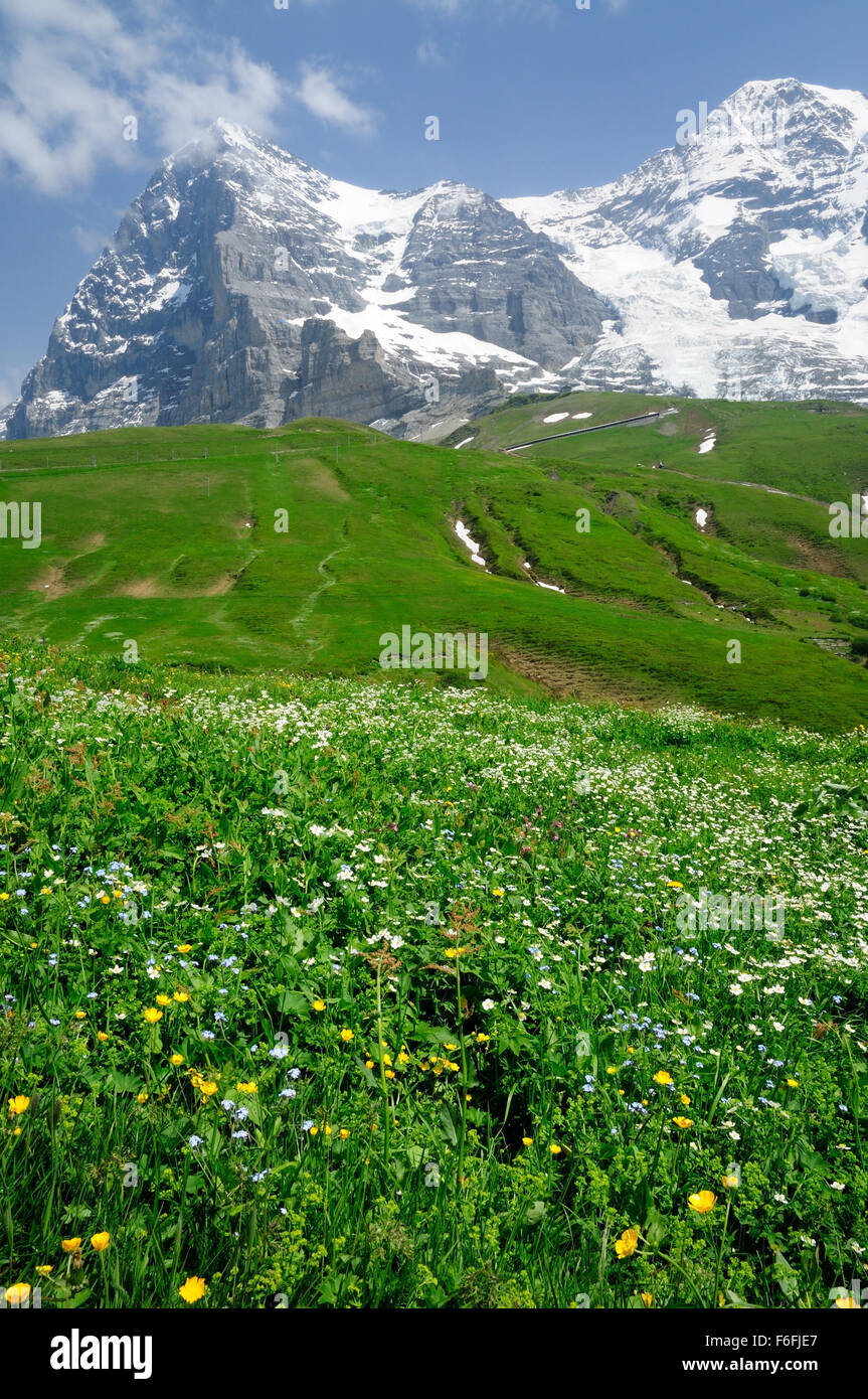 Alpinen Wiese unterhalb der Eiger und Monch, mit der Route der Jungfraubahnen Bahn sichtbar am Fuße der Berge. Stockfoto