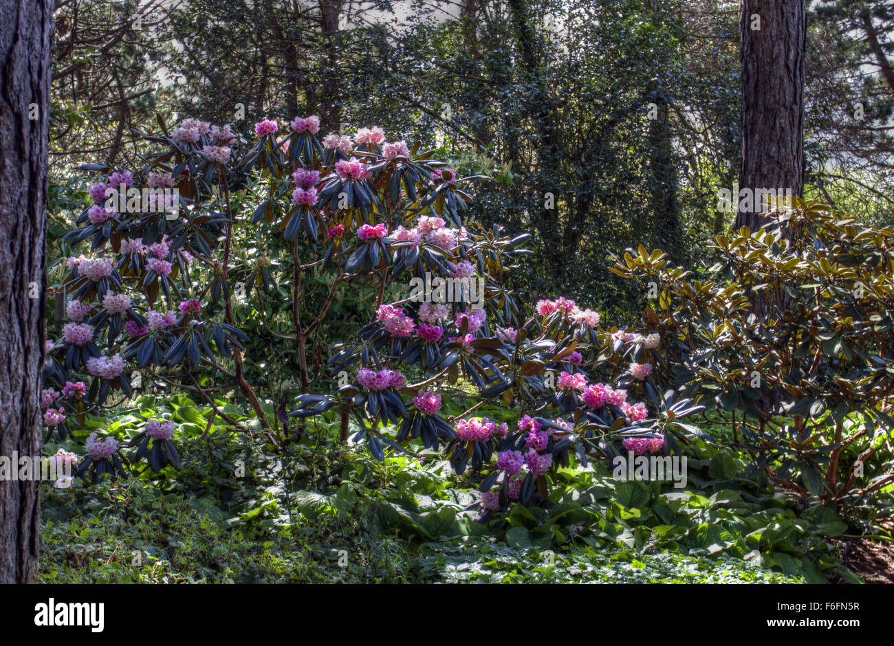 Blumen blühen in Edinburgh Botanic gardens Stockfoto