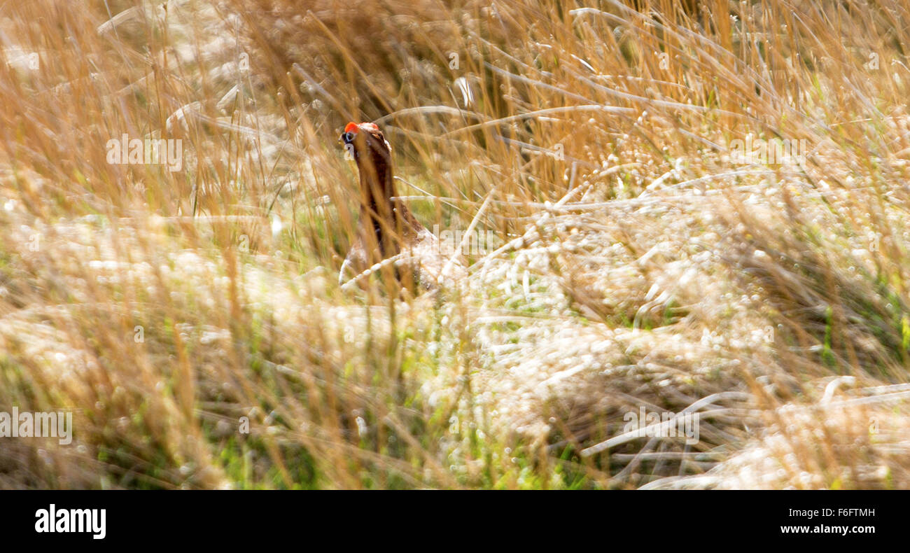 Moorschneehühner spähen aus Grass Lammermuir Hills Stockfoto