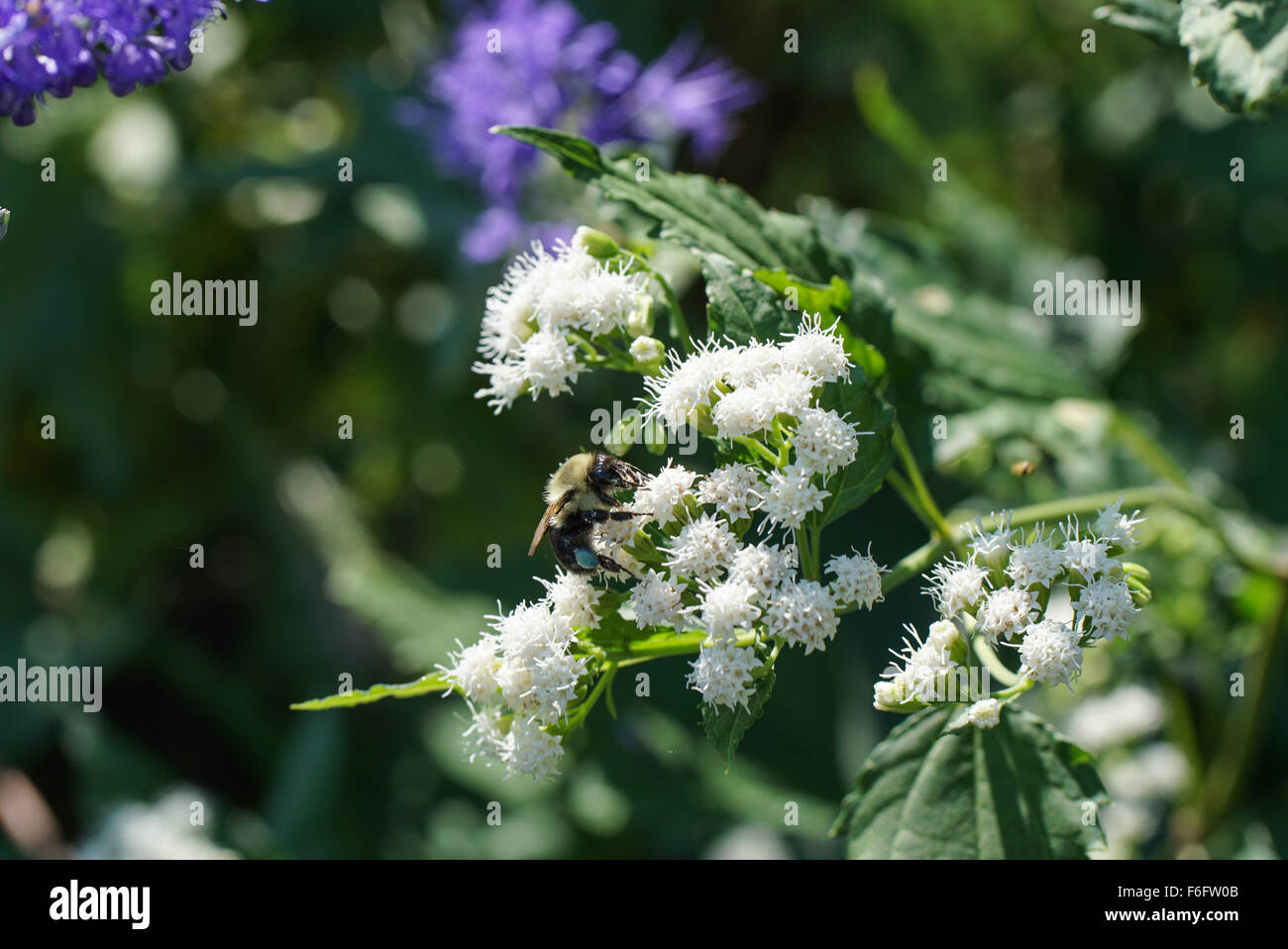 Wilde Arbeiter Honigbiene mit blauen Pollen trinken aus kleinen weißen Blüten mit violetten Blüten. Stockfoto