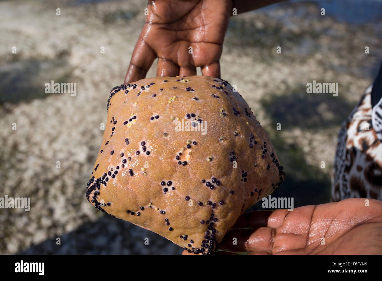 Dorsale Ansicht von Kissen Star culcita schmideliana im flachen Pool bei Ebbe reef Mombasa Kenia gefunden Stockfoto