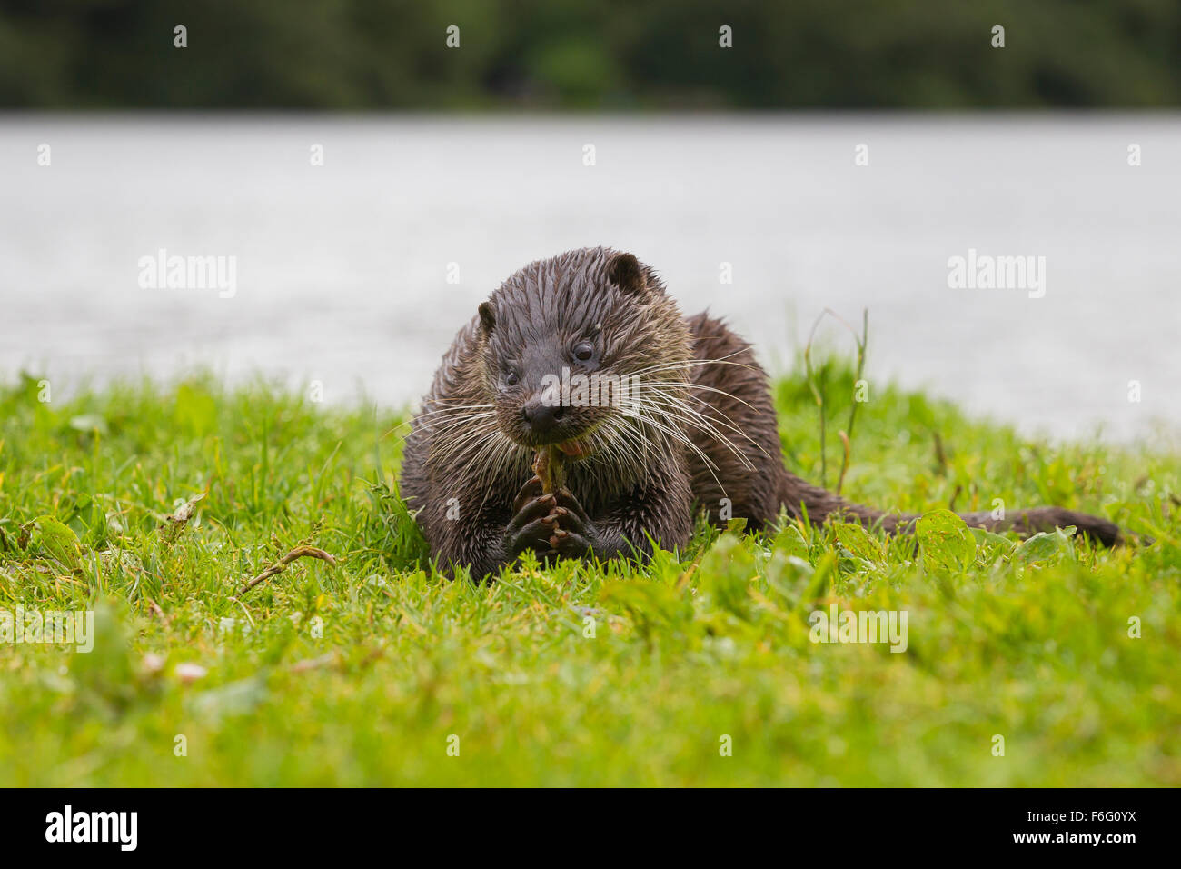 Wilde Frau Otter auf Banking schottischen Loch Verzehr von Fisch (Lutra Lutra) Stockfoto